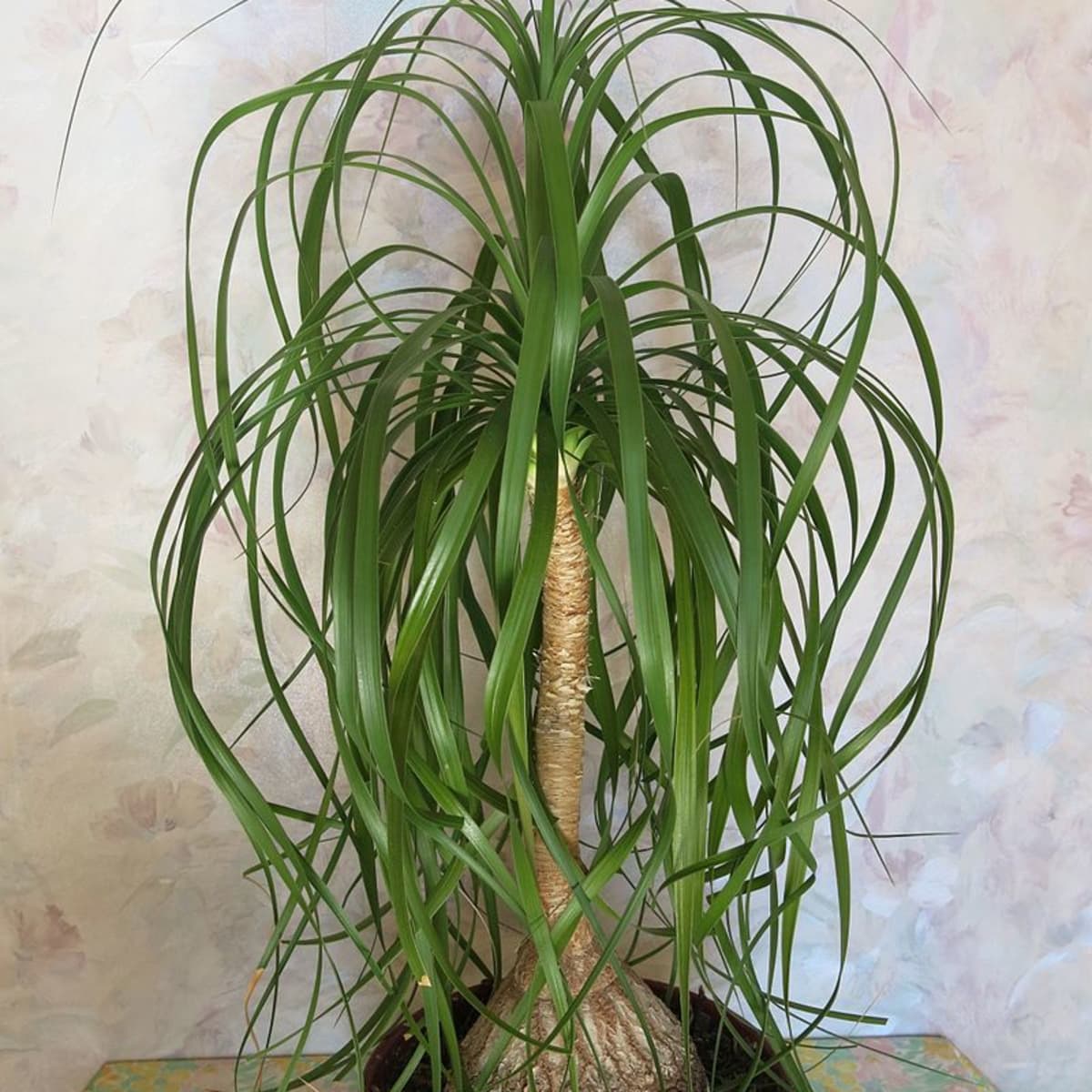 how to grow a ponytail palm indoors or outdoors - dengarden
