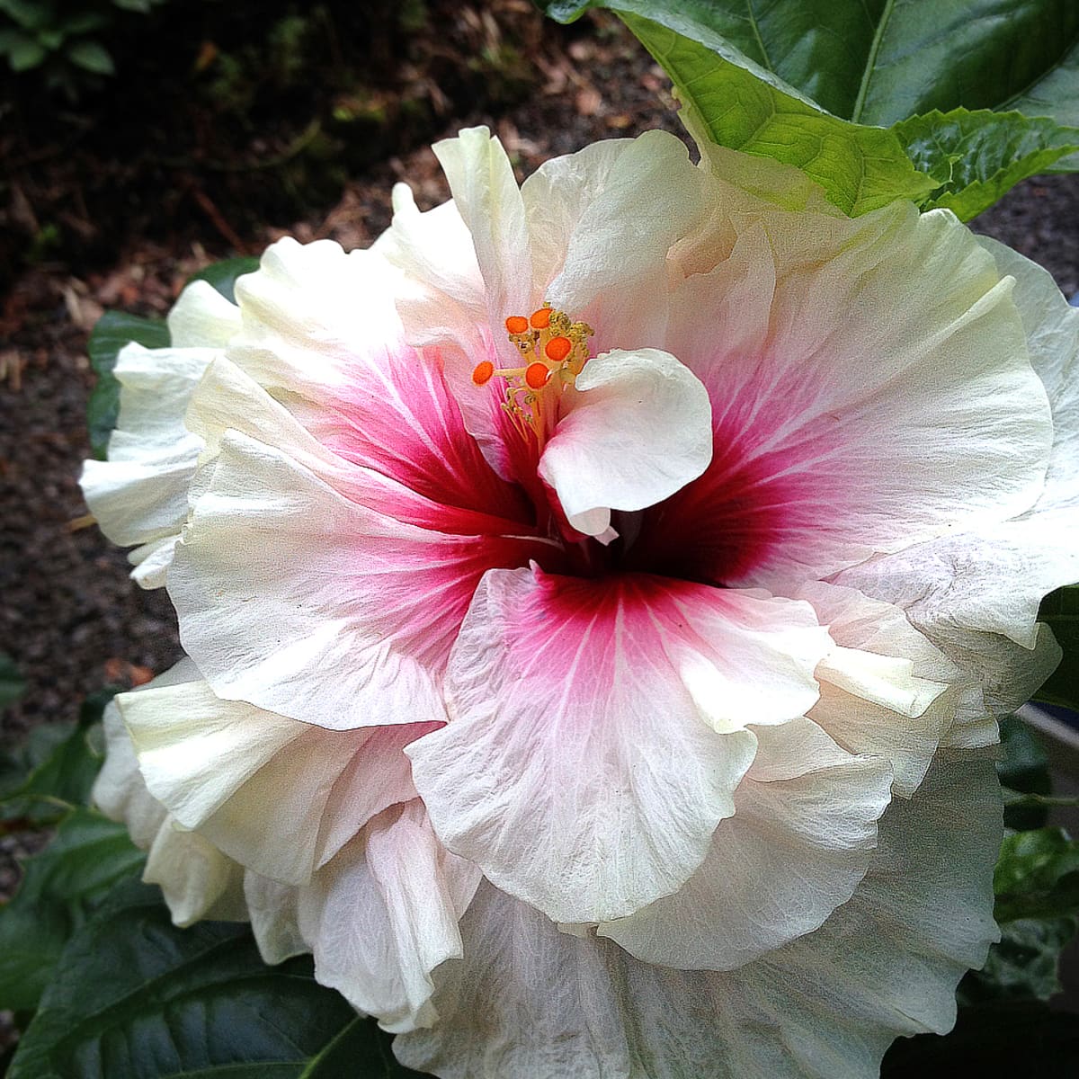 For the Love of Double Tropical Hibiscus - Dengarden