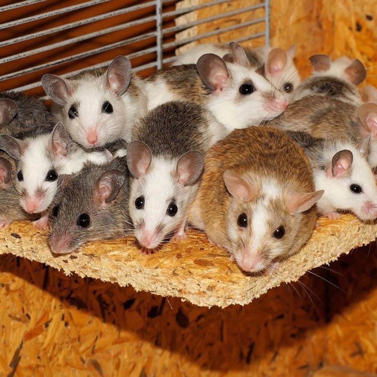 5 simple ways to get rid of mice without killing them