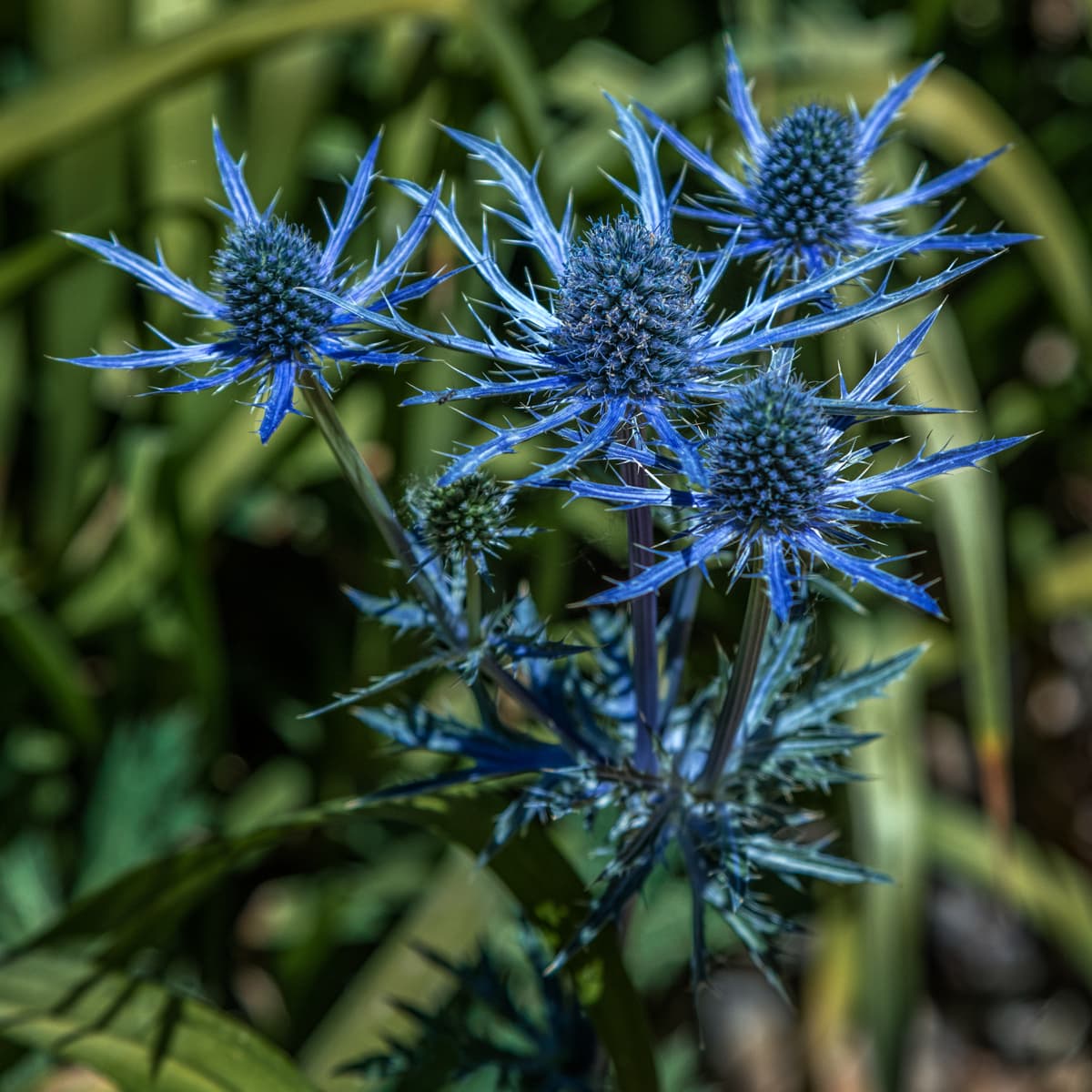 Sea Holly Eryngium Planting Tips And