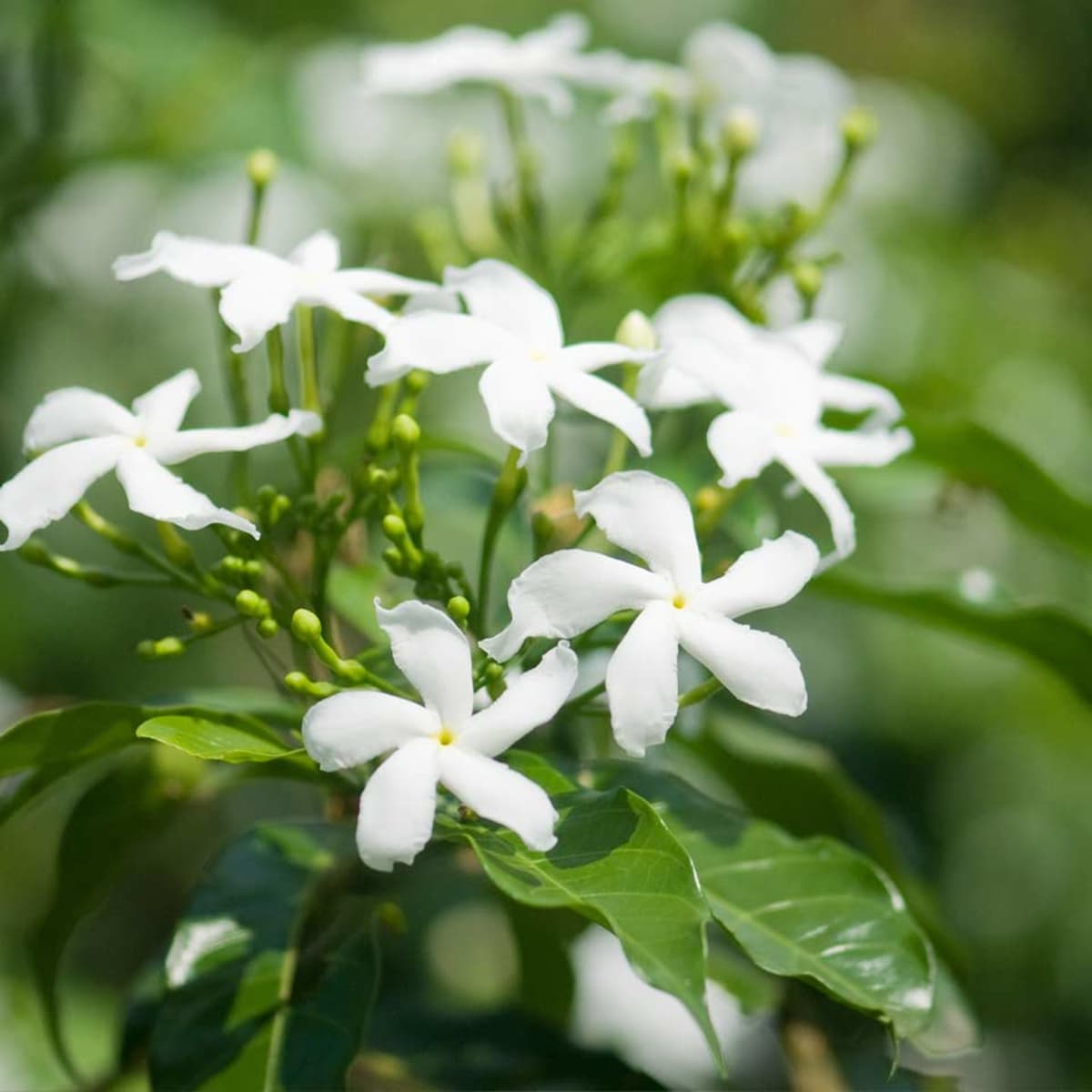 Plant Scented Jasmine if You're Looking for Fragrant Flowers ...