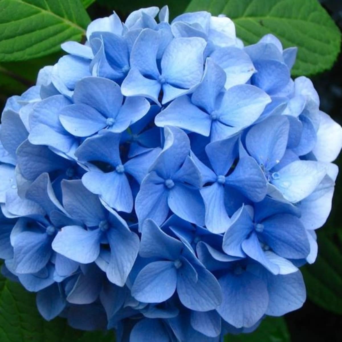 How To Plant And Care For Colorful Bigleaf Hydrangeas Dengarden Home And Garden