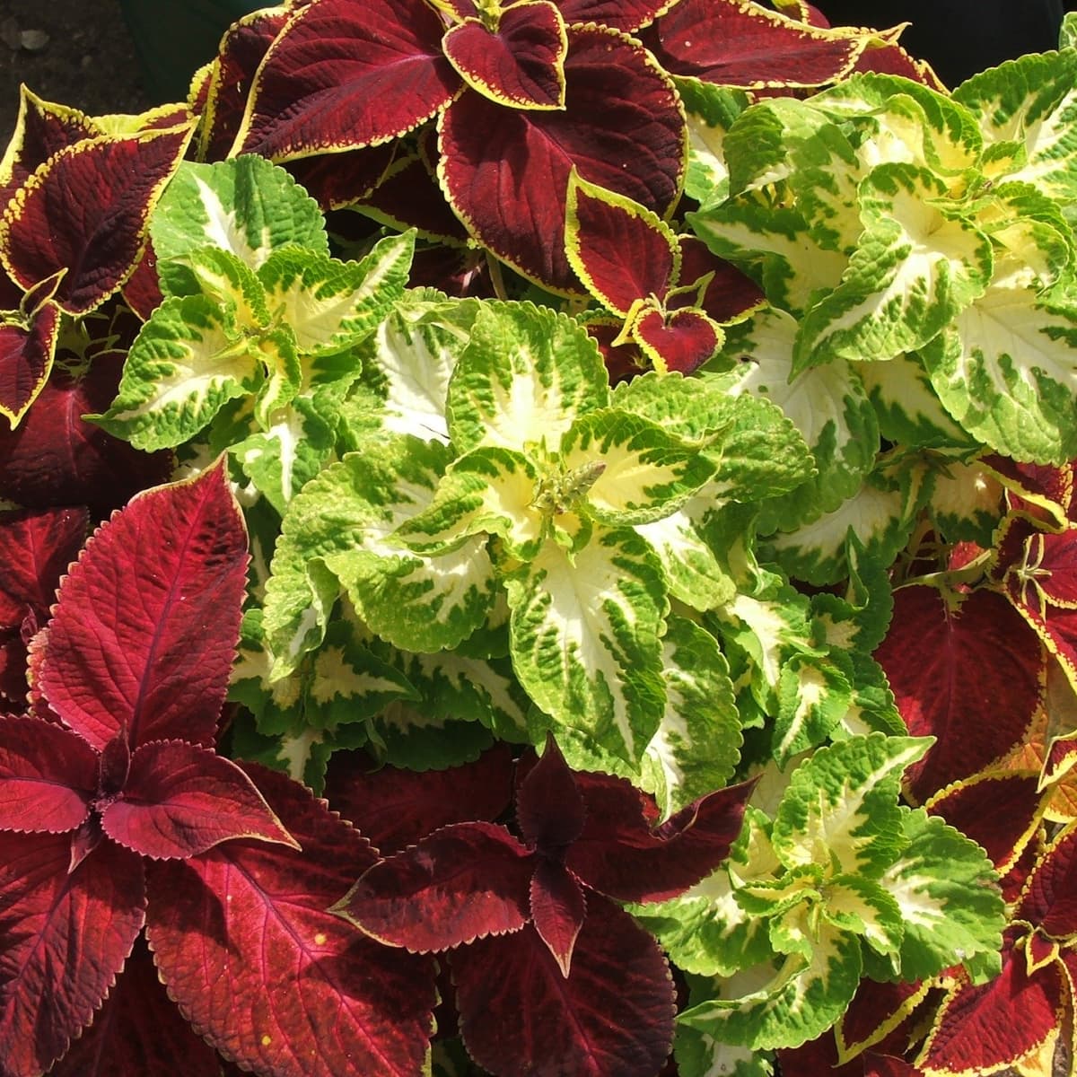 How to Care for the Coleus Plant   Dengarden