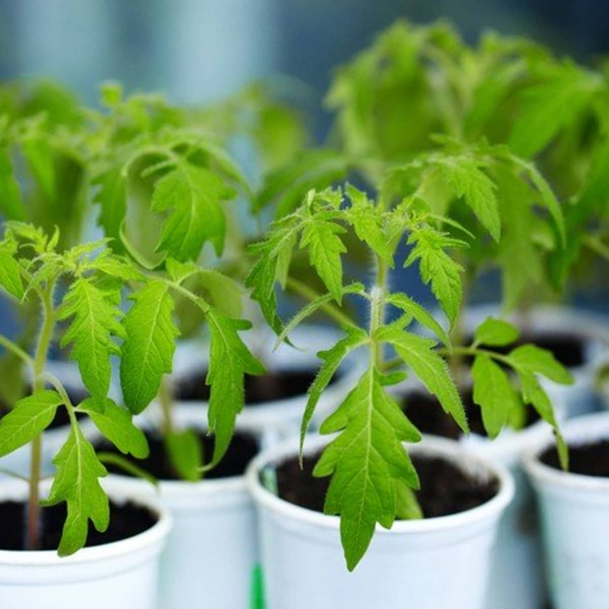 and How Transplant Tomato Plants -