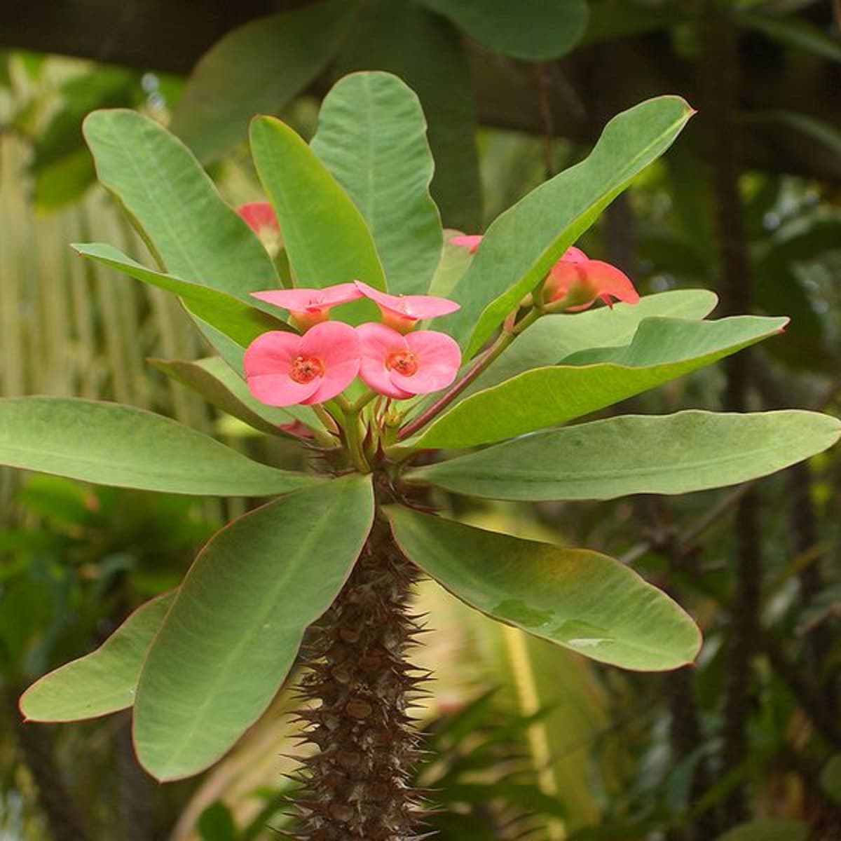 How to Grow Crown of Thorns Indoors or Outdoors   Dengarden