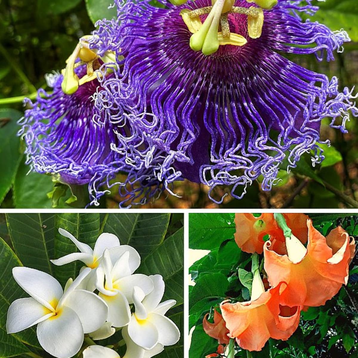 20 Easy to Grow, Fragrant Tropical Flowering Plants   Dengarden