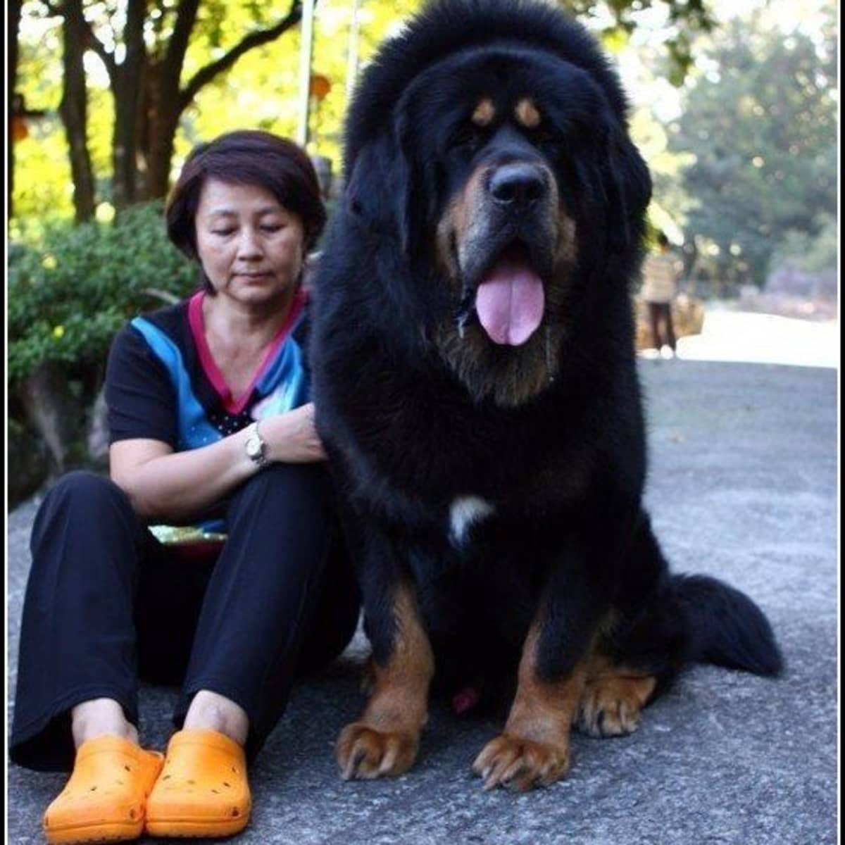what is the biggest mastiff