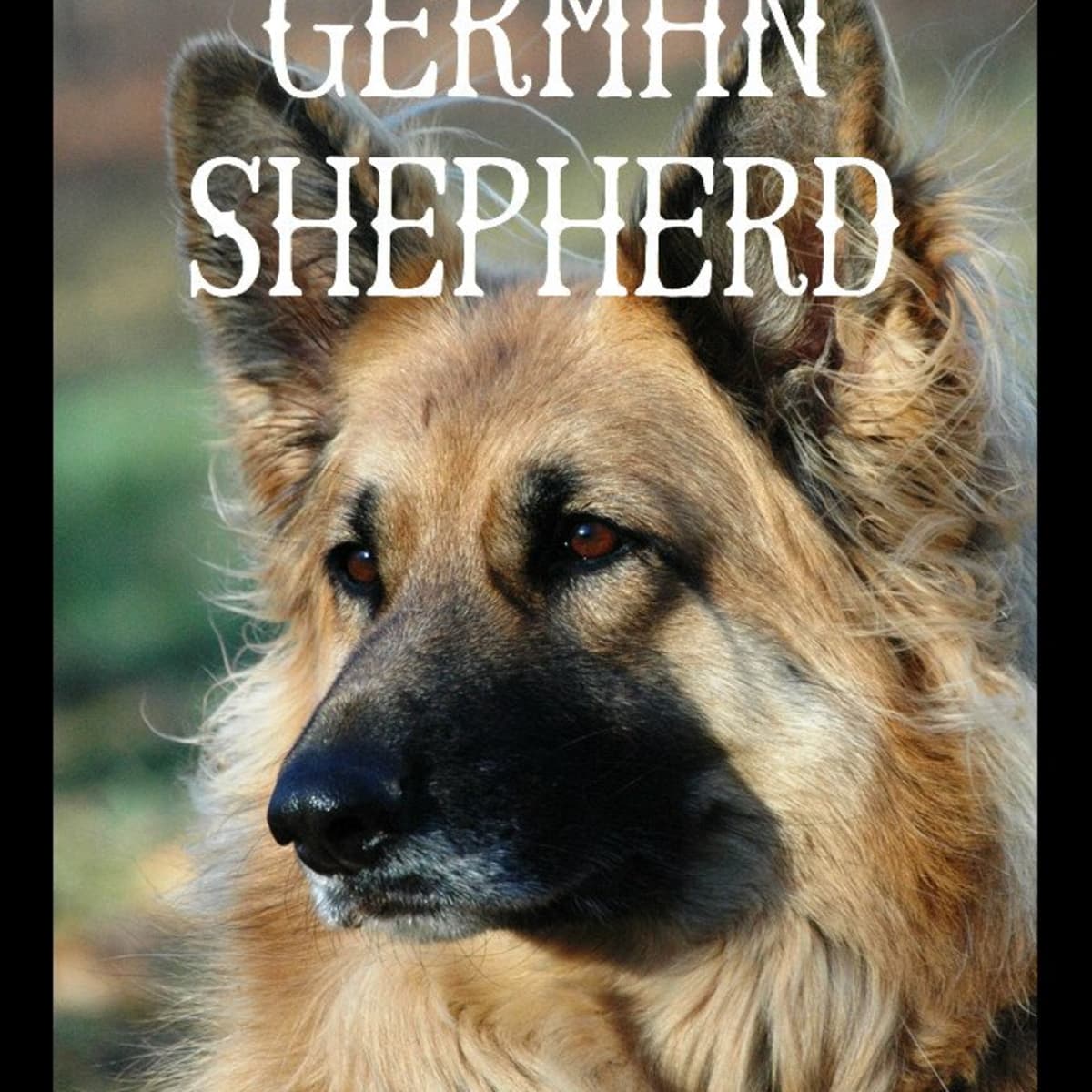 are german shepherds always aggressive