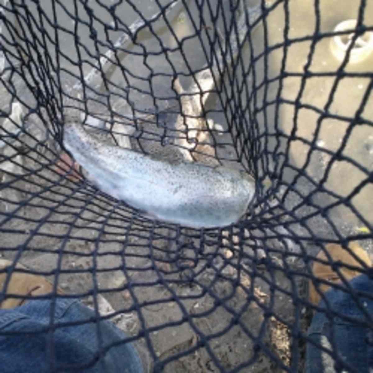 best bait for stocked trout