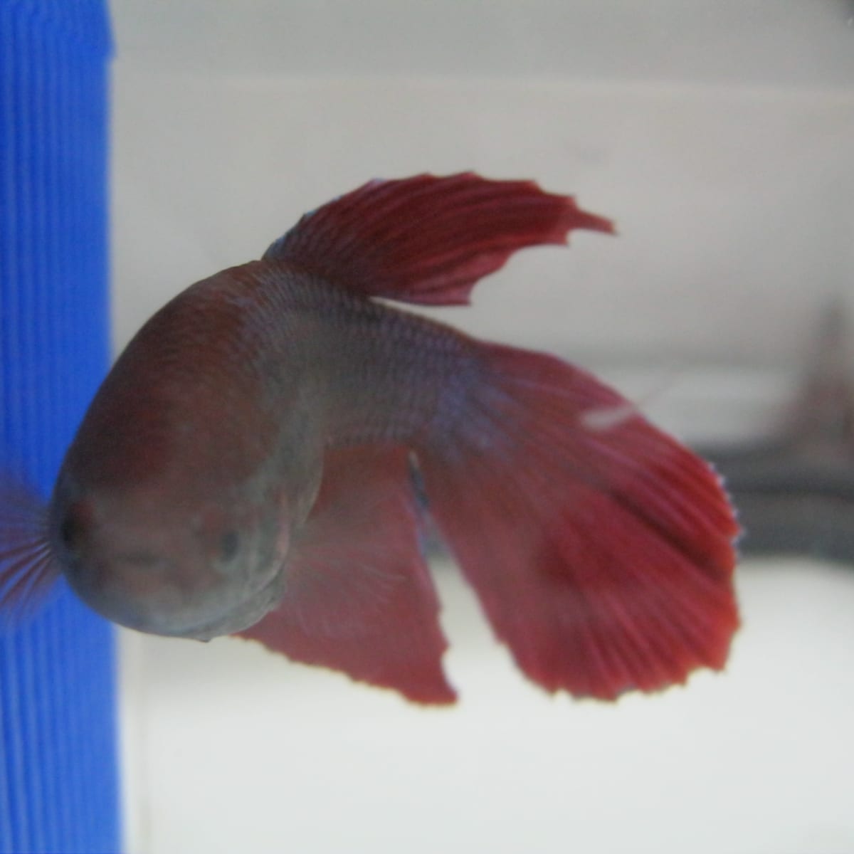 15 Common Betta Fish Diseases (With Pictures): Prevention and Treatment -  PetHelpful