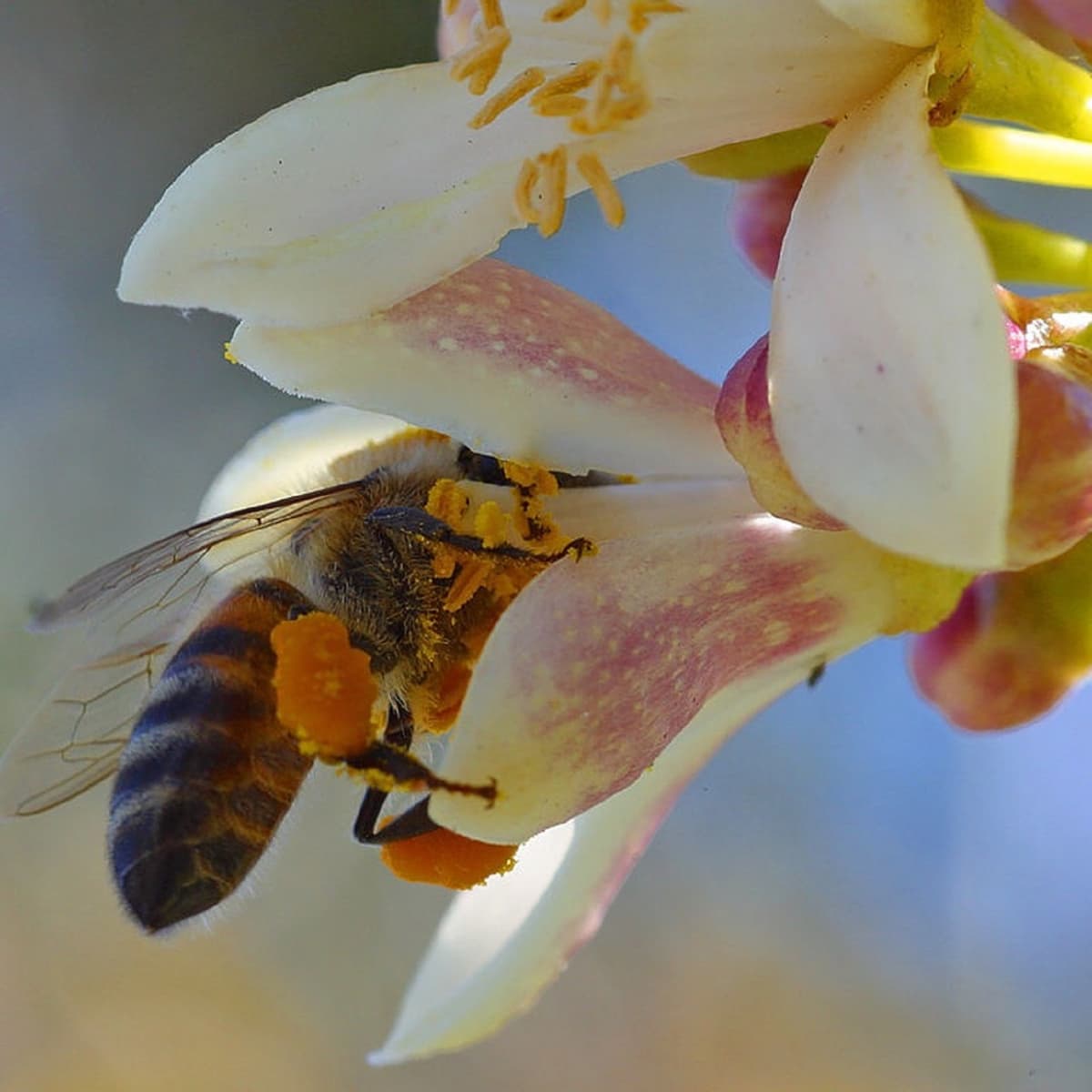 Fascinating Facts About Honey Bees: 20 Questions …with Answers - Owlcation