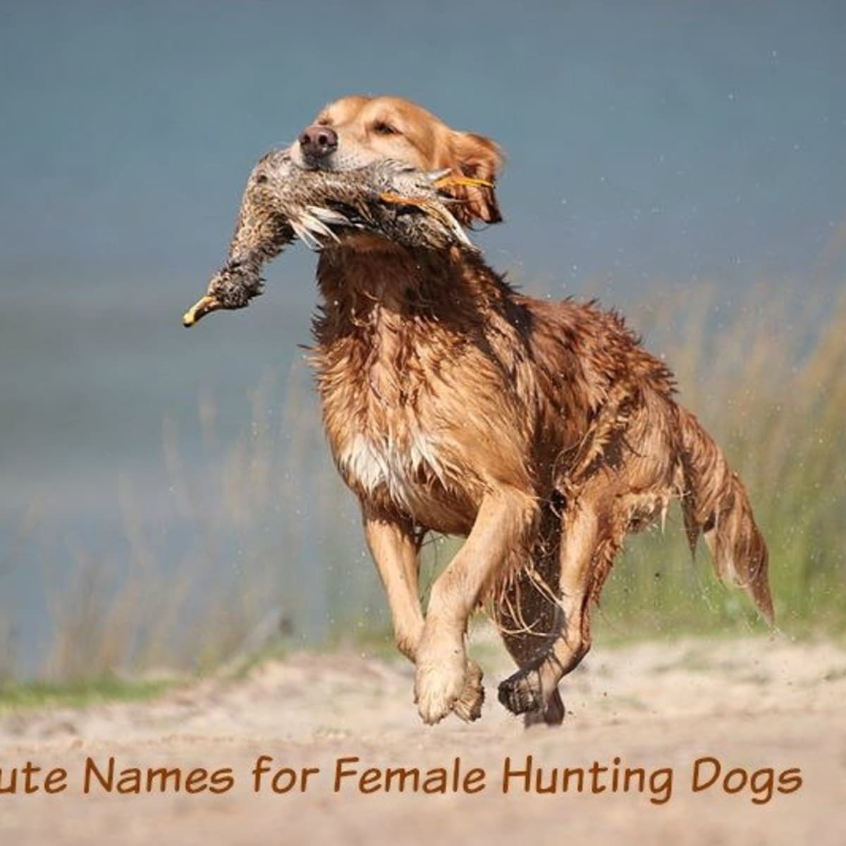 how did coon dogs get their name