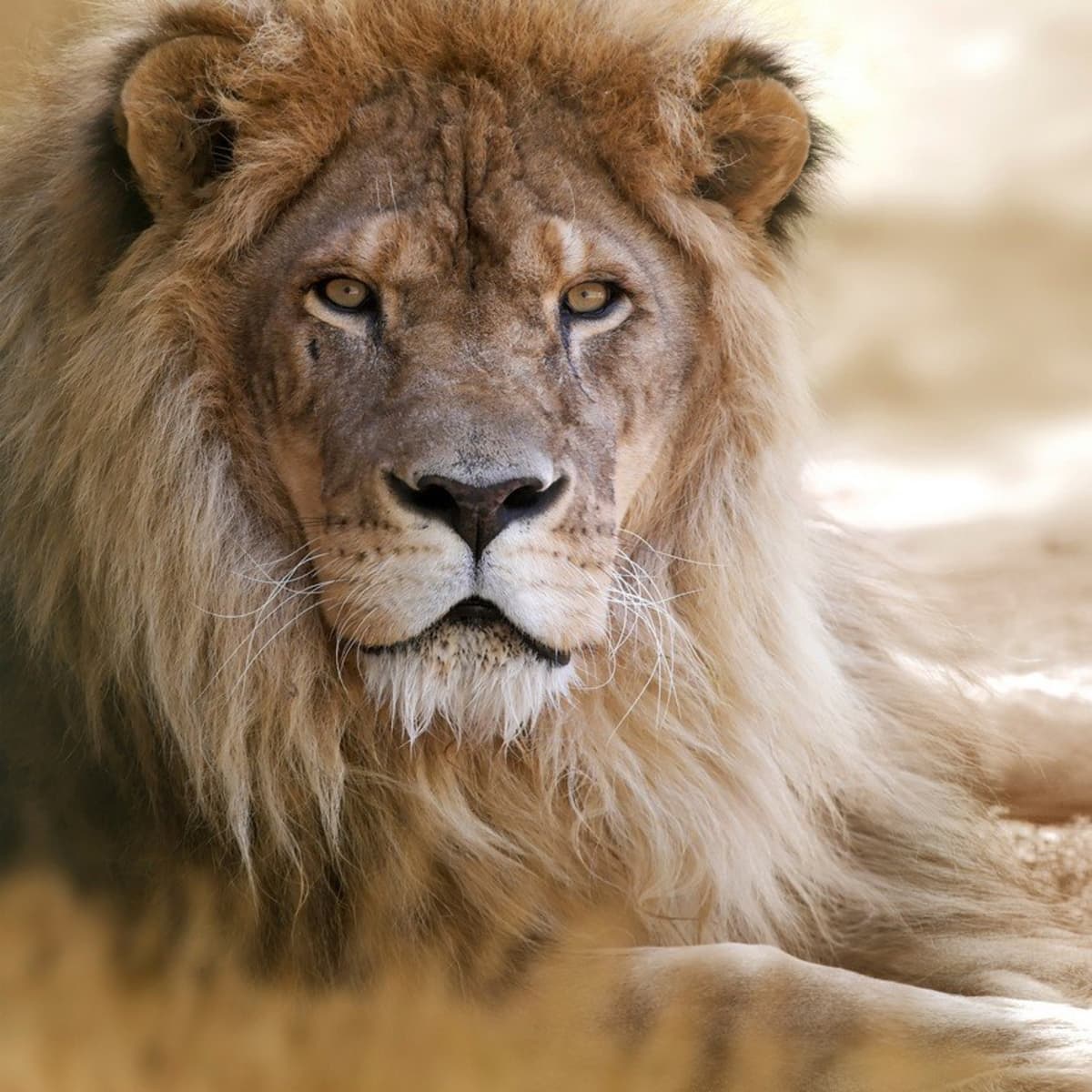 90 Lion Names & Meanings - PetHelpful