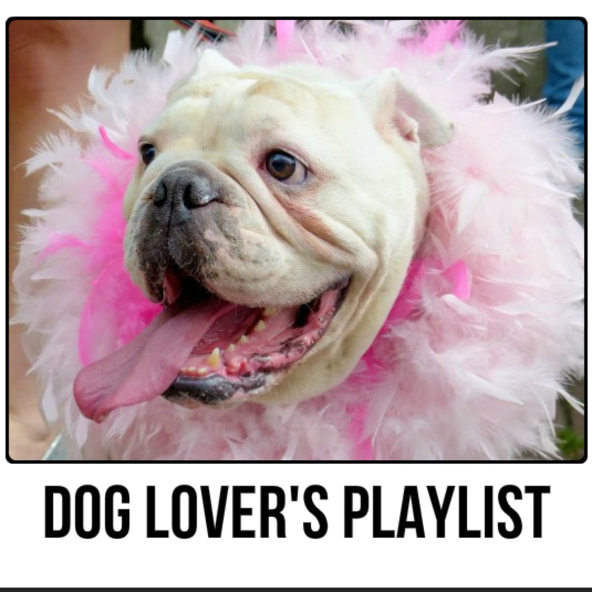 Dog Lover's Playlist: 48 Songs for People Who Love Dogs - Spinditty