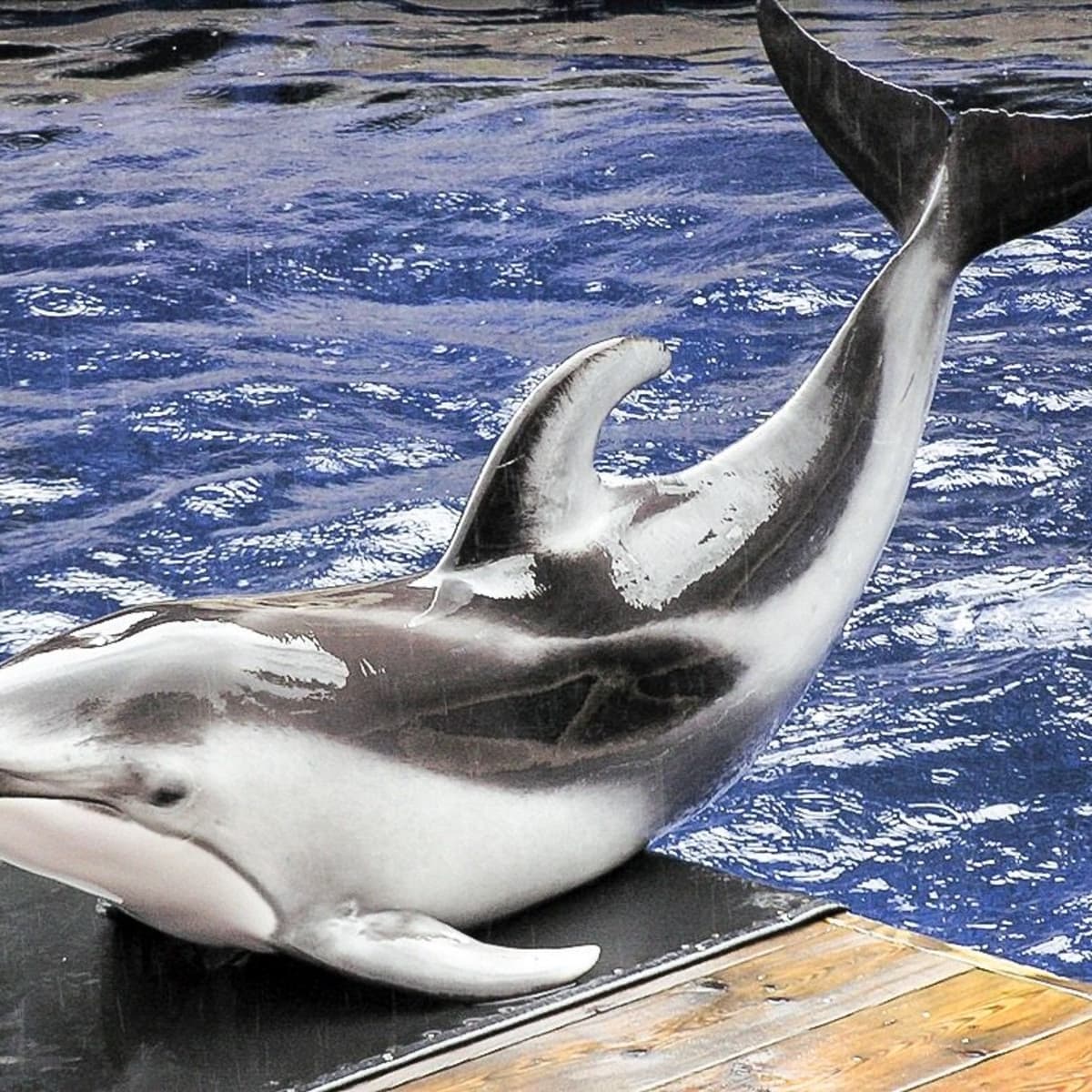 animals born at zoos dophins