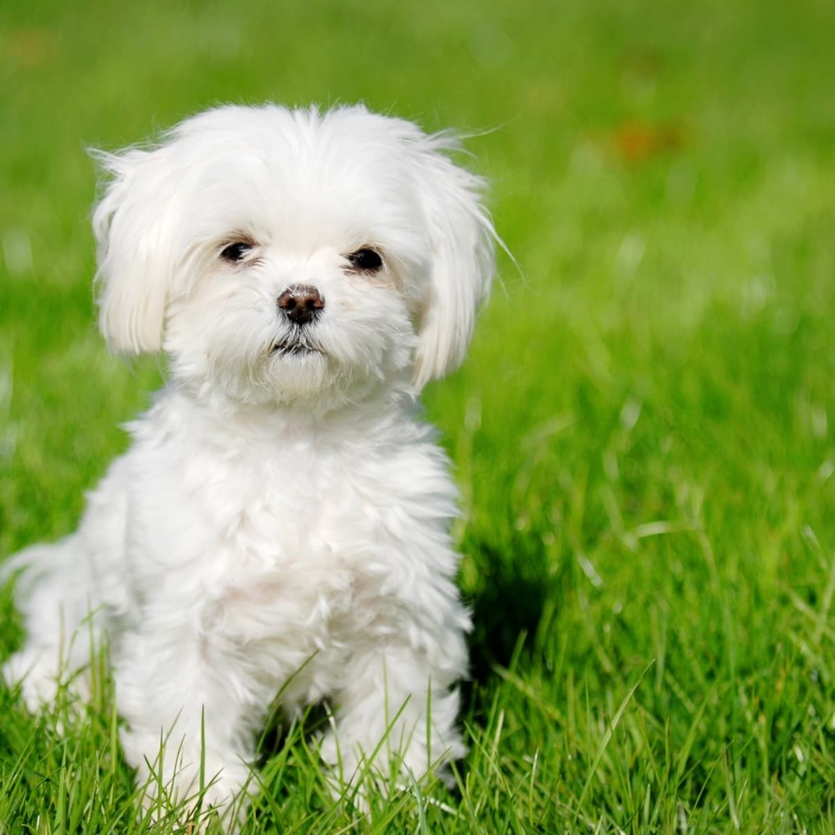 Top 10 Most Expensive Dog Breeds in India - PetHelpful