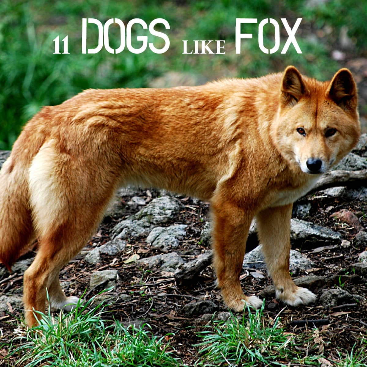 are foxes cats or dog family