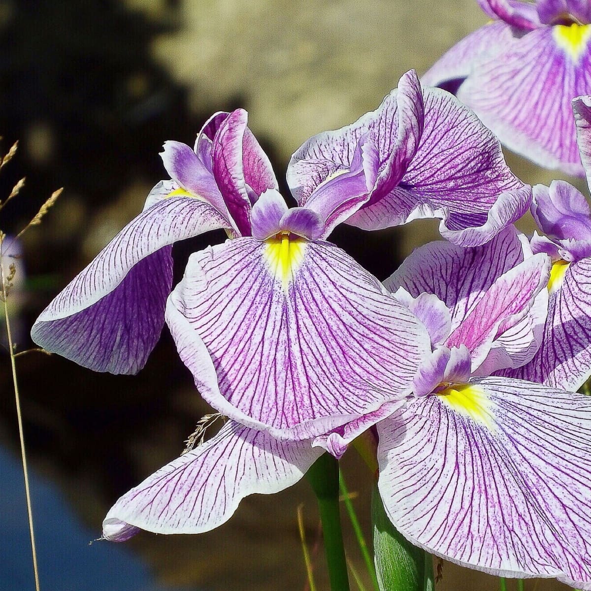 Forty Facts About Irises Beautiful Flowers and Useful Plants ...