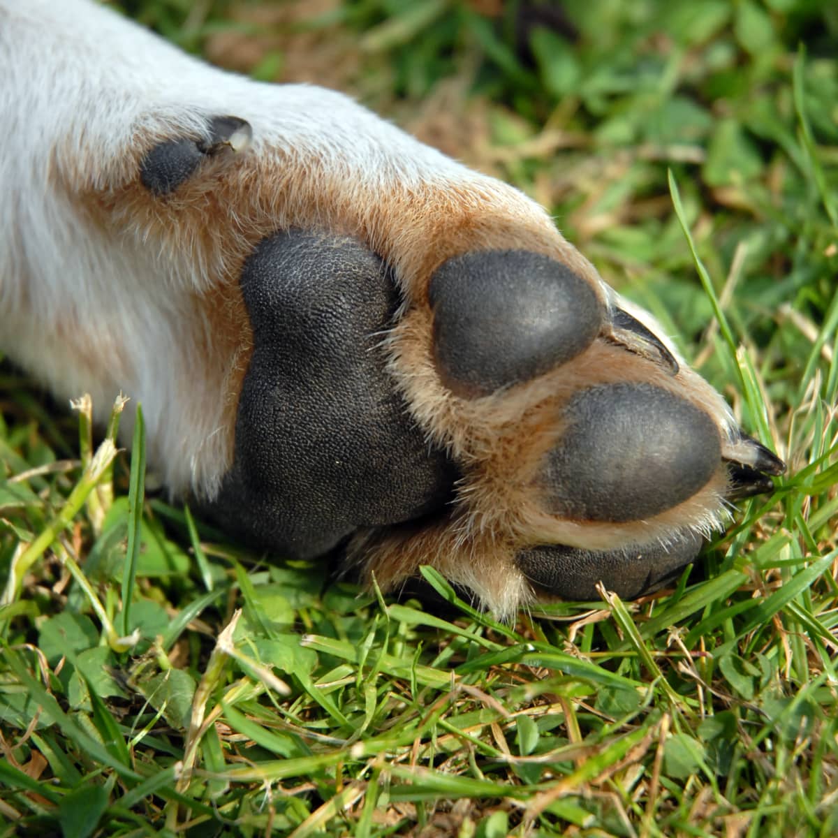 hø Årvågenhed Kriger The Different Types of Feet That Dogs Have - PetHelpful