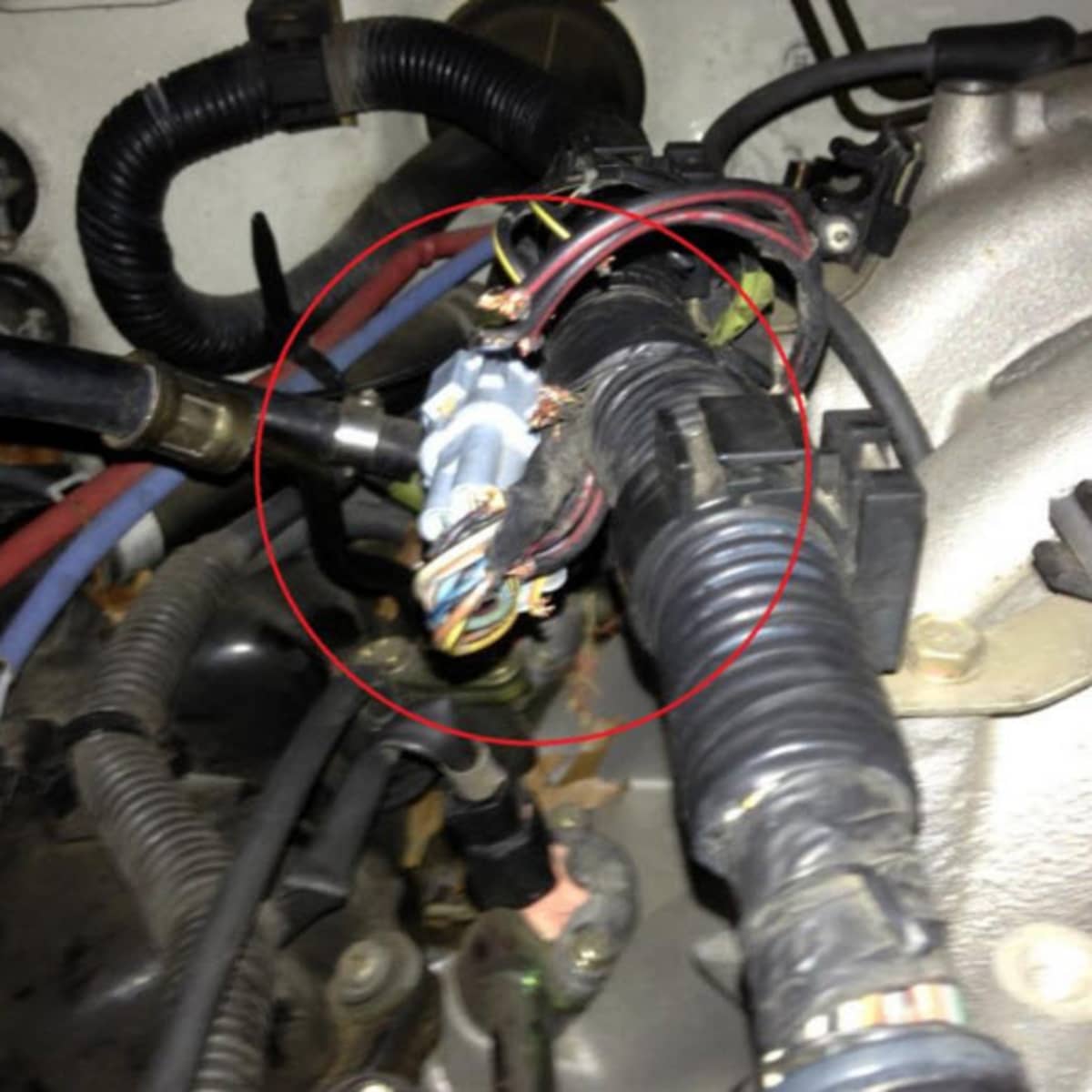 Rodents Chewing Car Wires Insurance / The 5 Minute Check