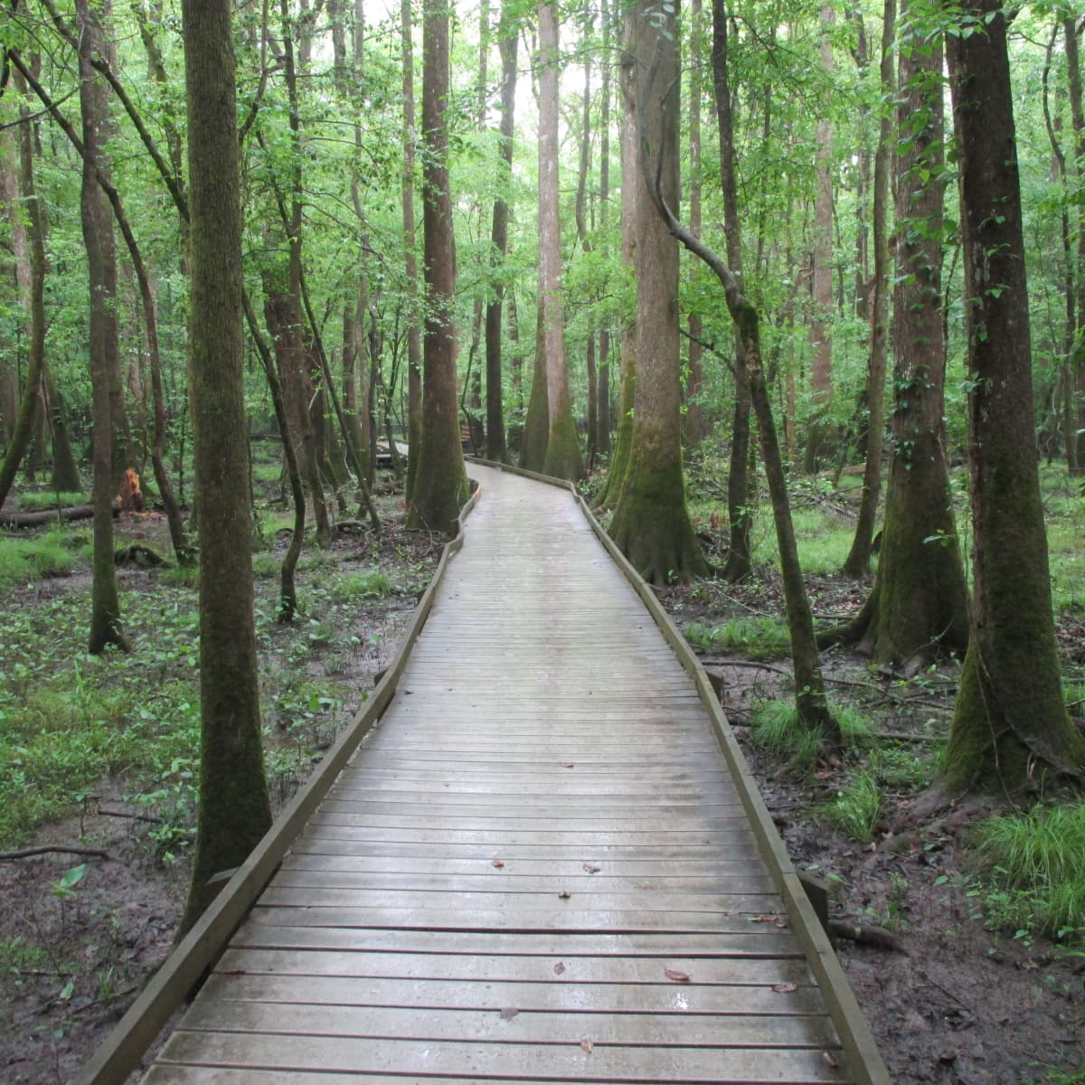 are dogs allowed at congaree national park