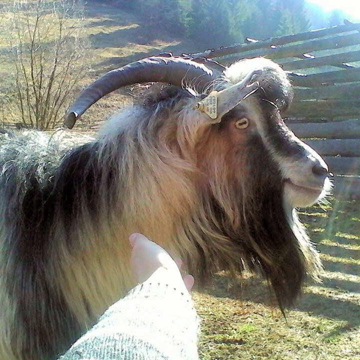 Goats Are Farm Animals That Make Great Pets! - PetHelpful