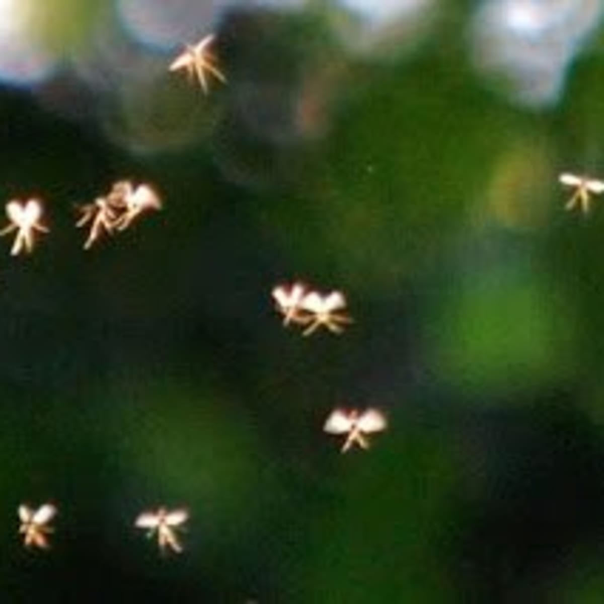 Are Fairies Real? University Professor's Photos Say Yes - HubPages