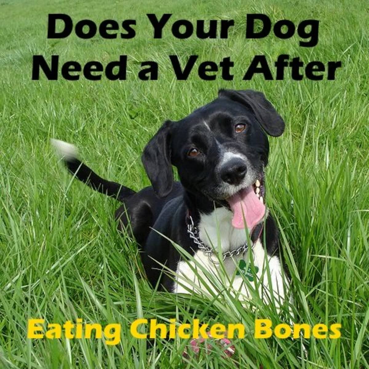 what happens if a dog eats a chicken wing bone