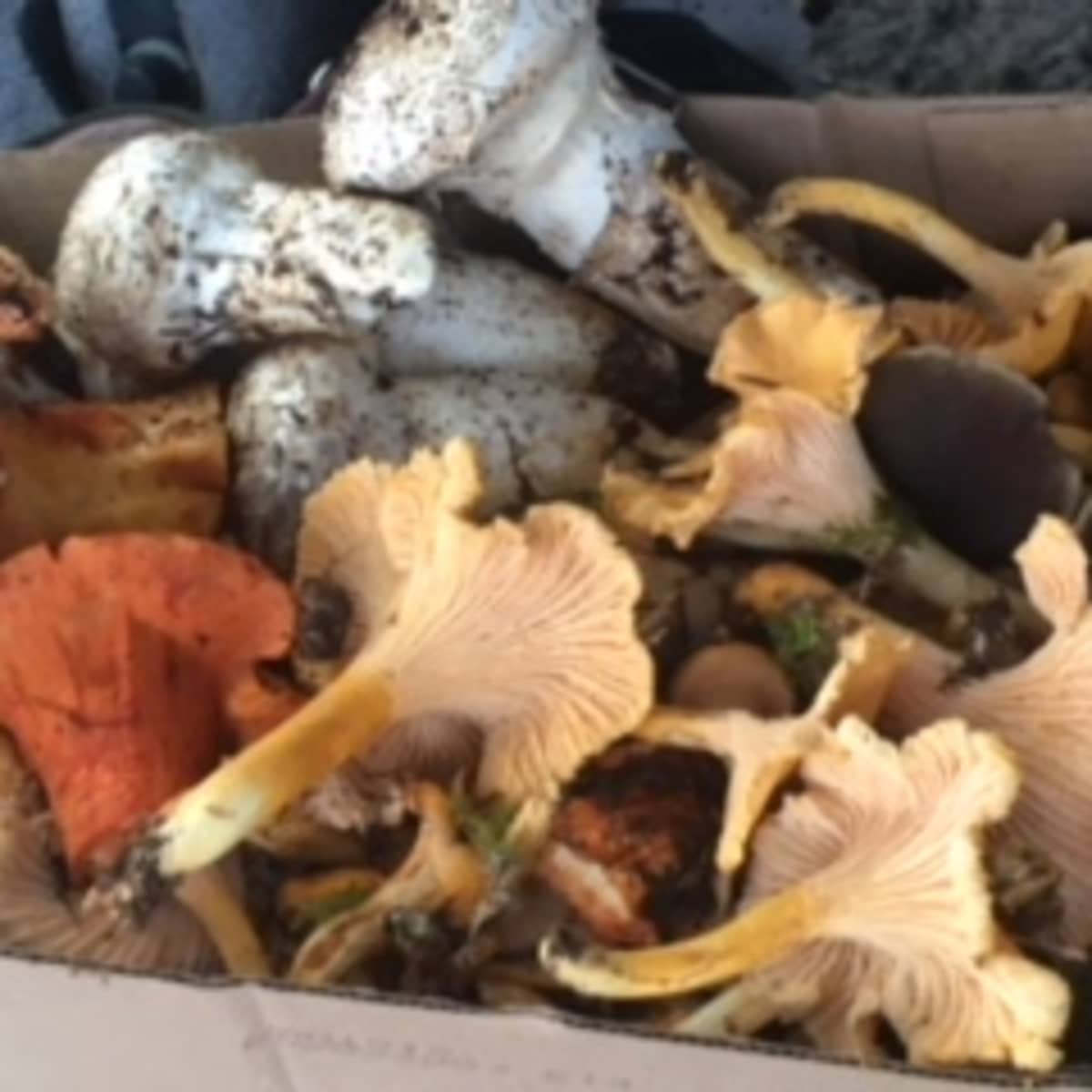 Chanterelles and Porcini Mushrooms in the Dehydrator Stock Photo