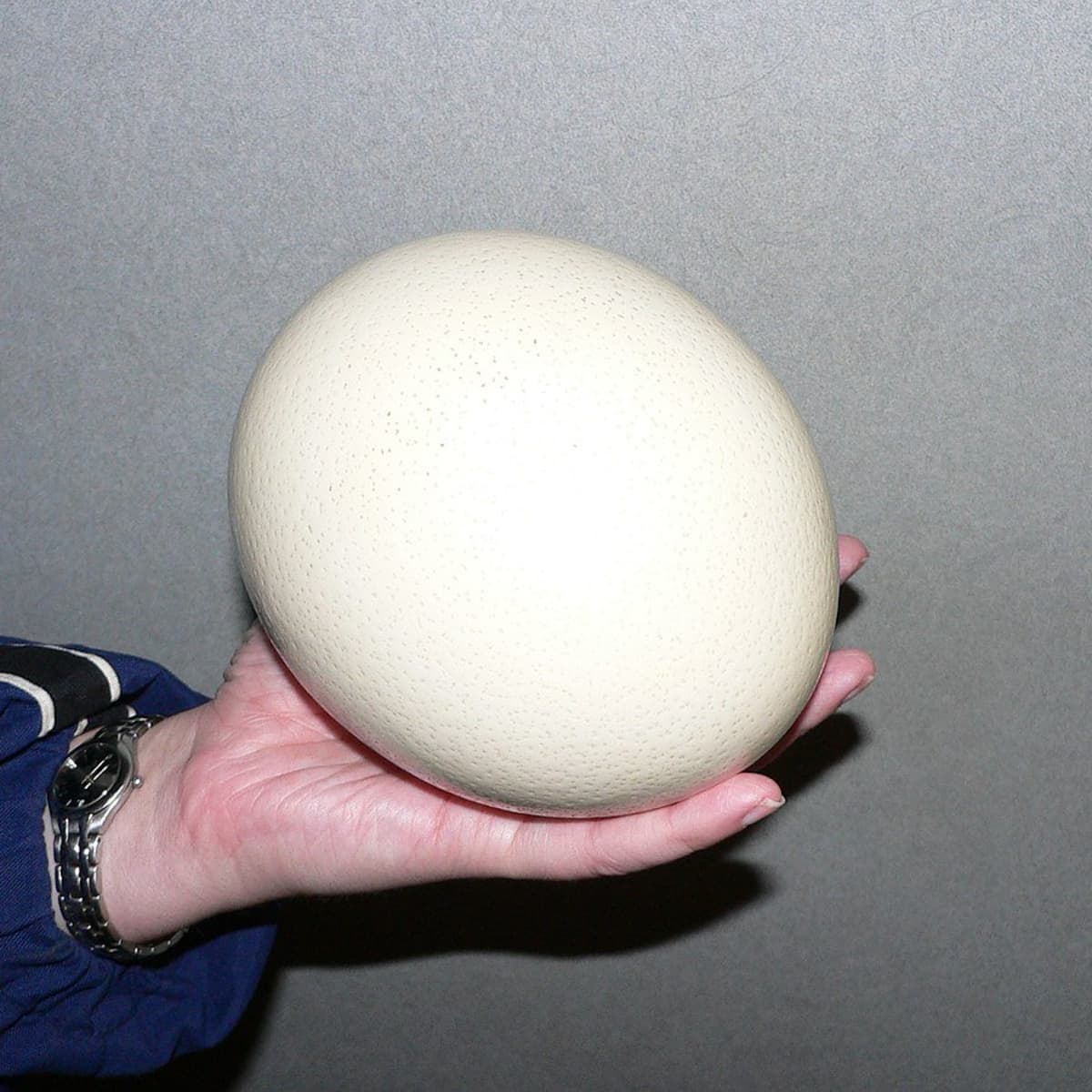 How to Cook an Ostrich Egg - Delishably