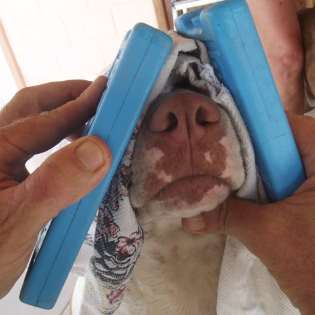 what happens if a dog gets water up its nose