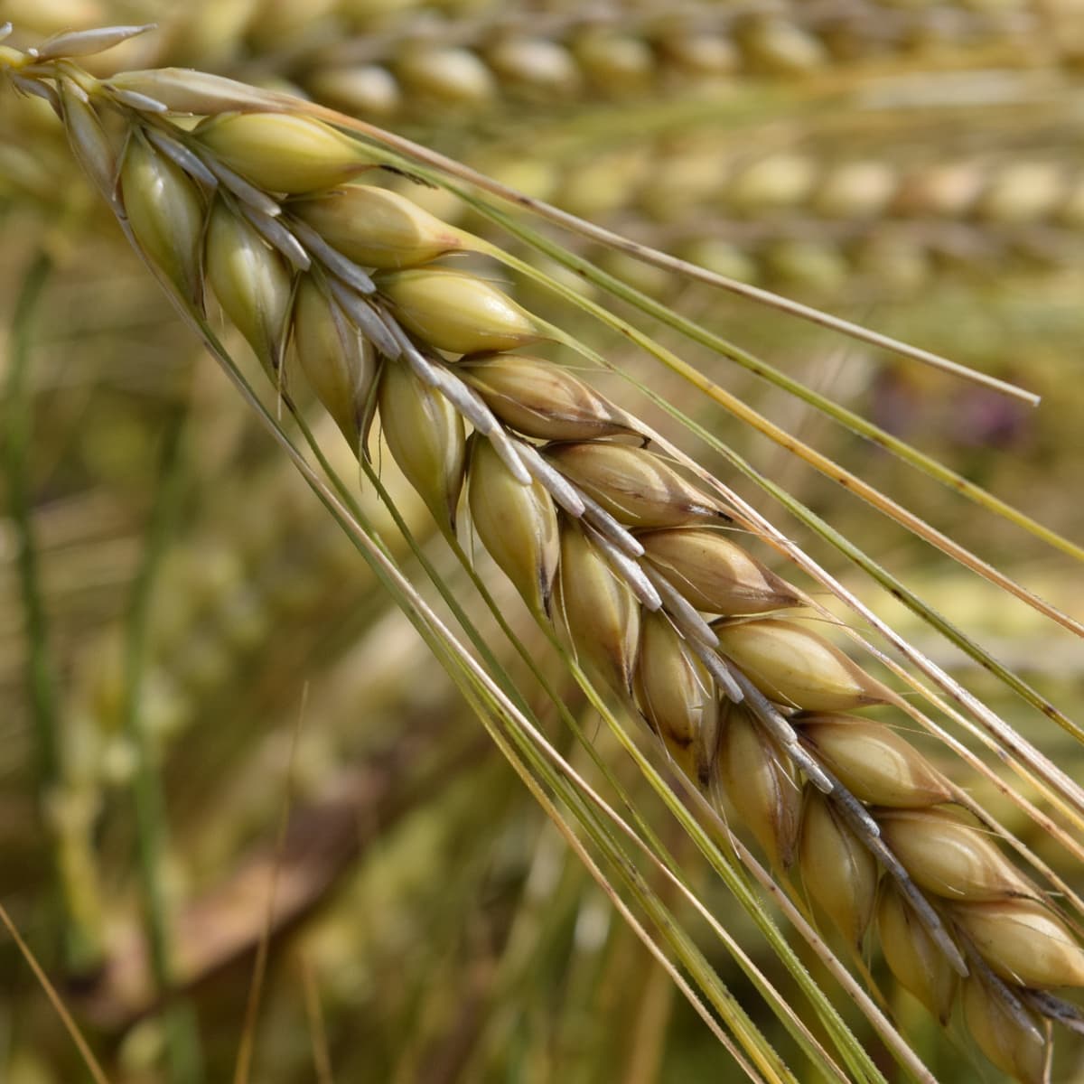 Survival Skills Long Term Food Storage Of Grains Skyaboveus