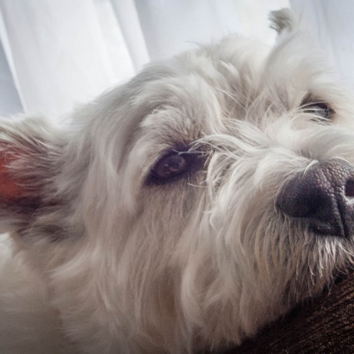 do dogs like music when left alone