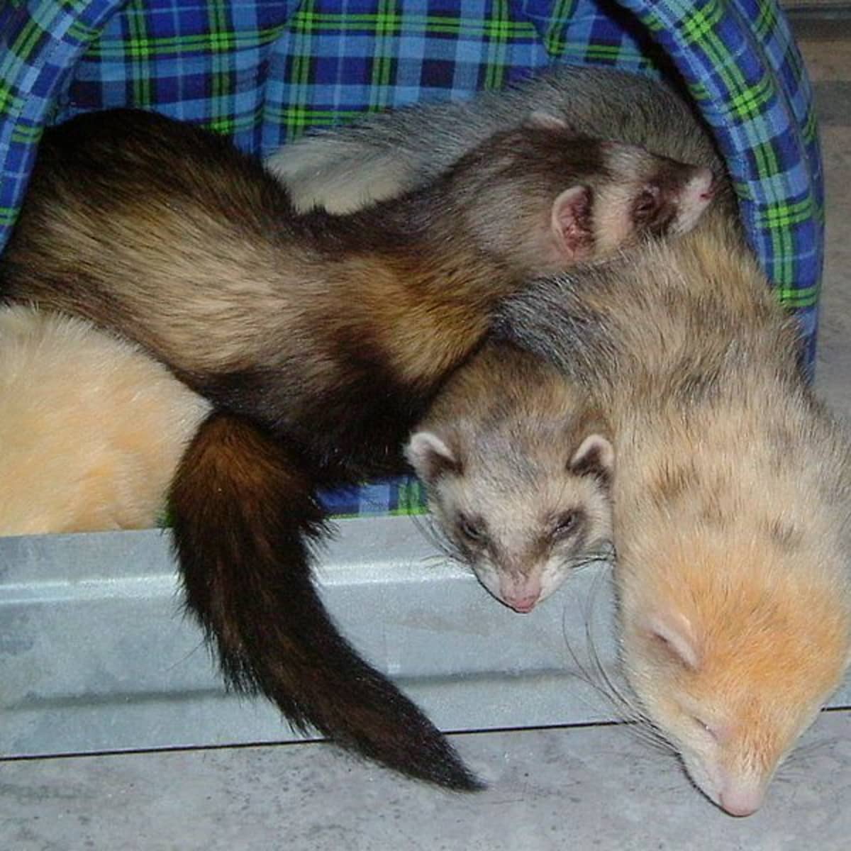 Is a Ferret the Right Pet for You? - PetHelpful