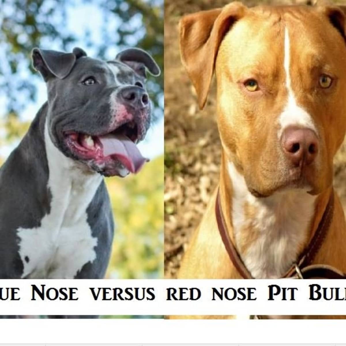 why are they called pit bulls