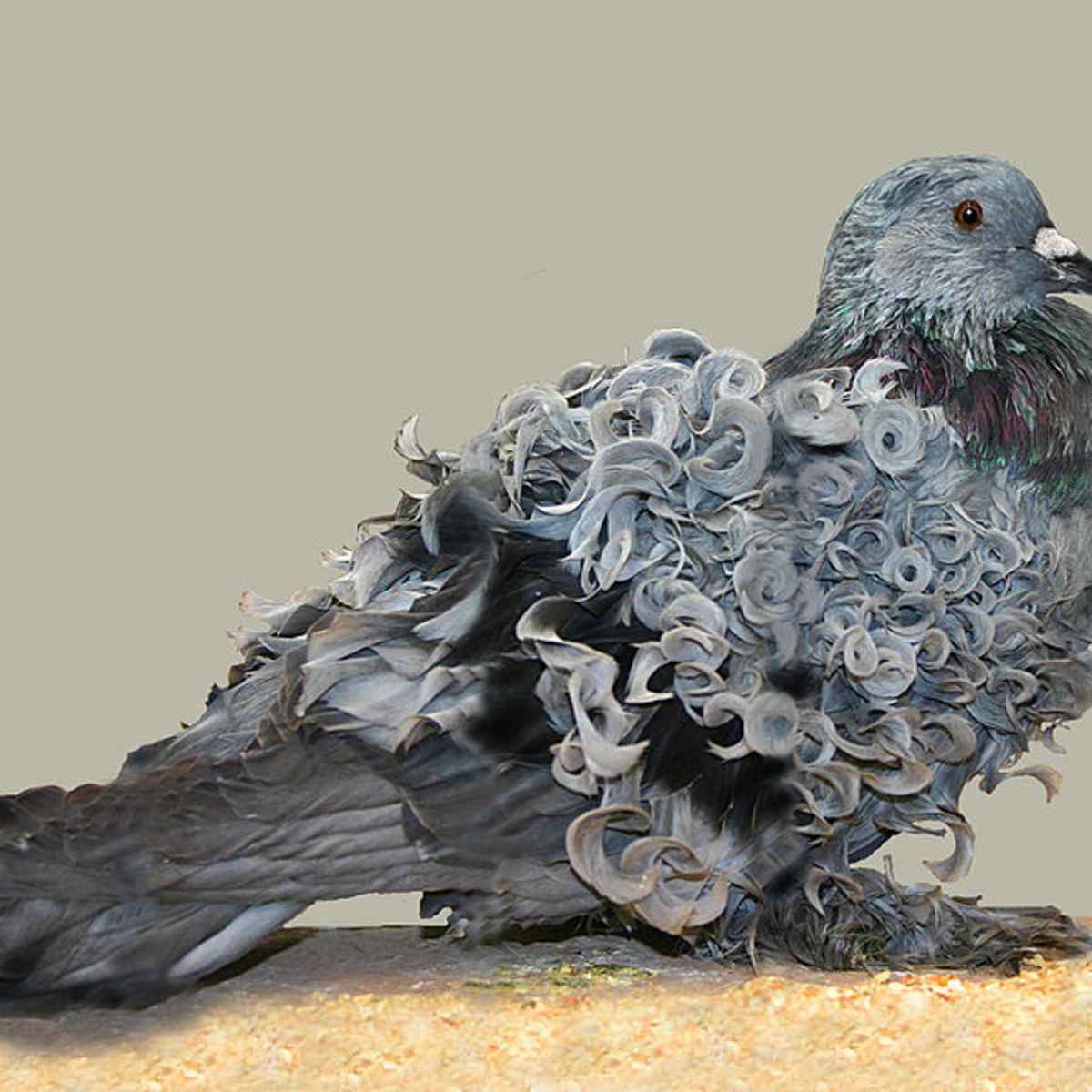 The Curly Hair and Feather Gene in Domestic Animals - PetHelpful