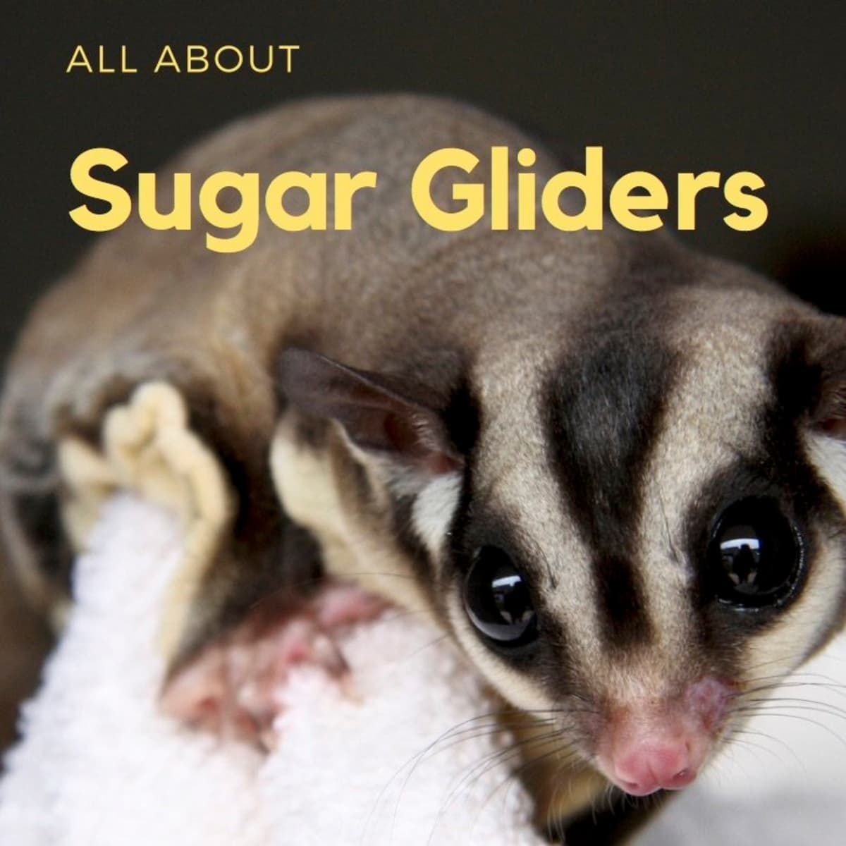Sugar Gliders: General Information and Pet Keeping - PetHelpful