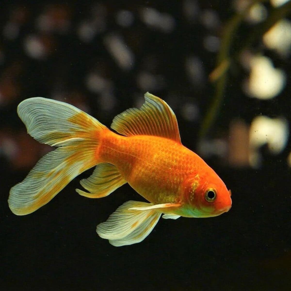 Pet Fish Facts For Kids, Aquarium Fish Care