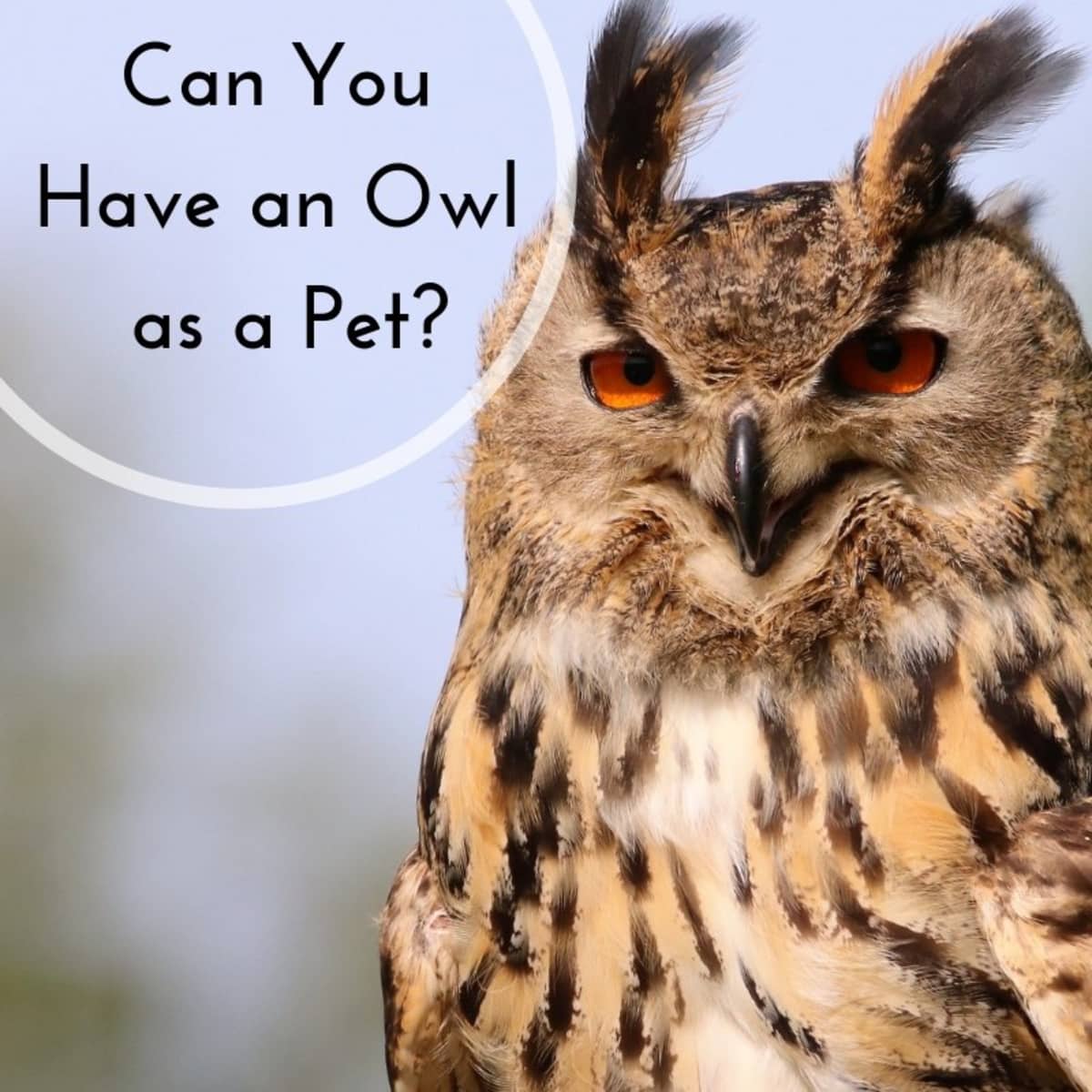 Keeping Owls as Pets: Is It Legal? - PetHelpful