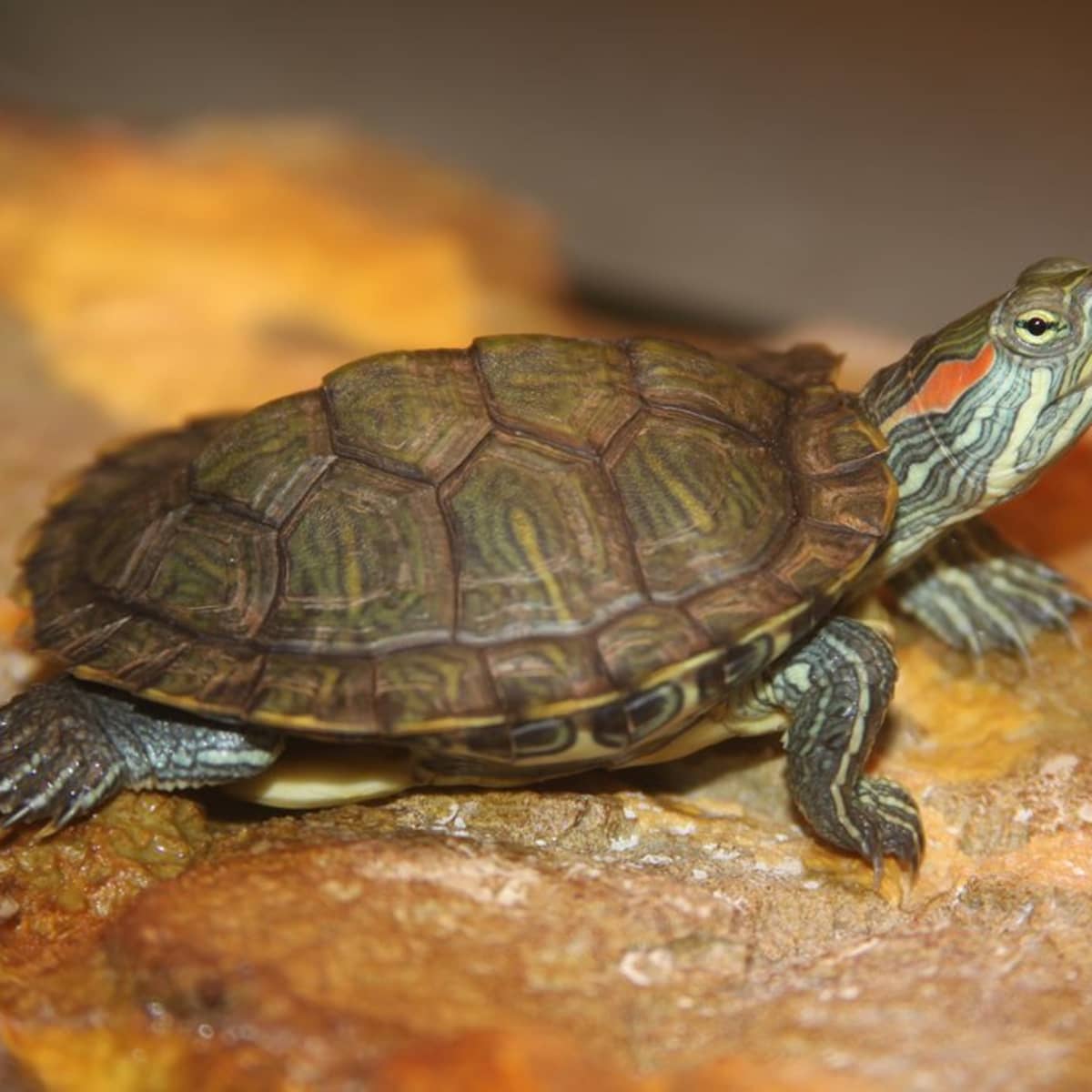 Red-Eared Slider Turtle Care: Tank Setup, Feeding, And Upkeep - Pethelpful