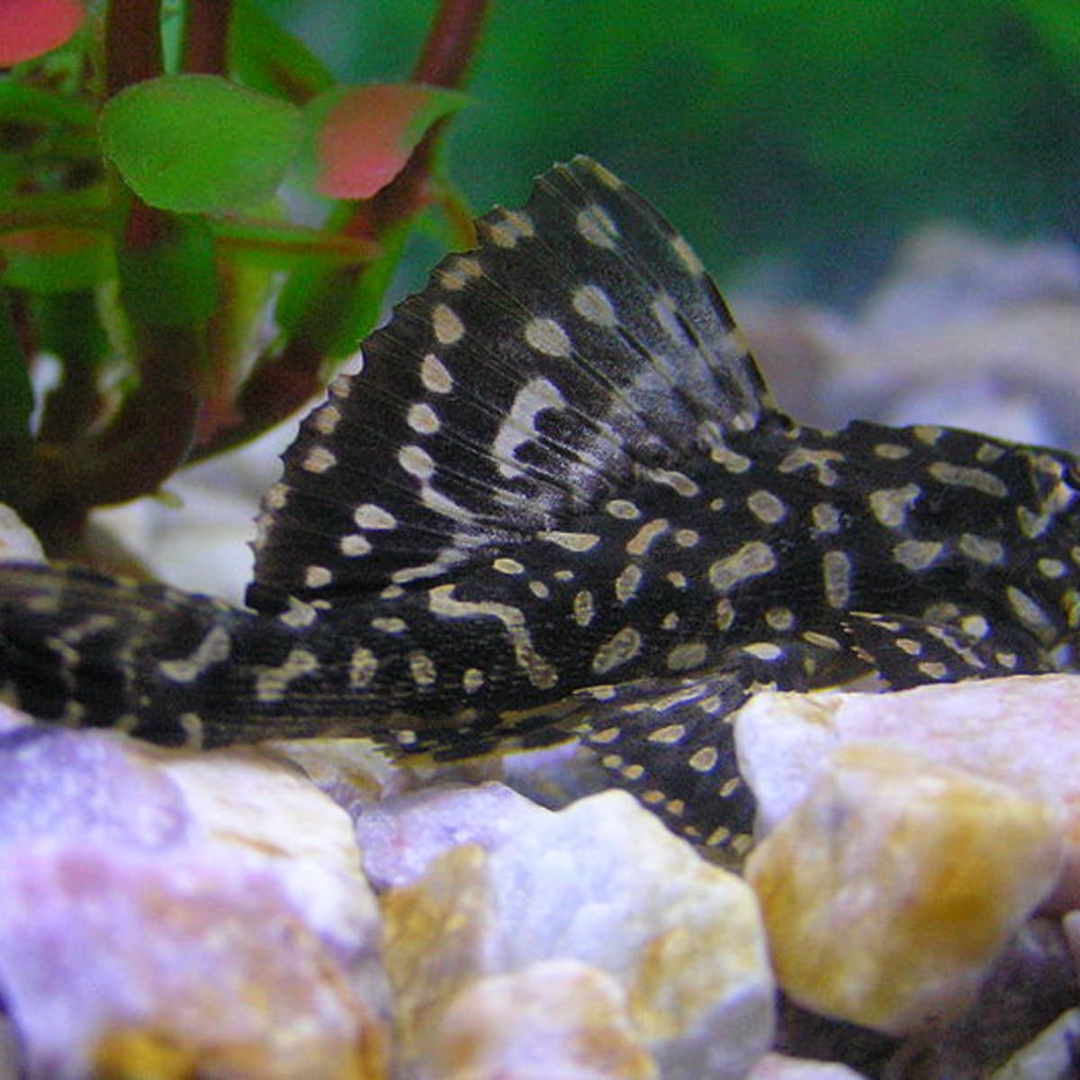 Top 5 Algae Eating Fish for a Freshwater Aquarium - PetHelpful