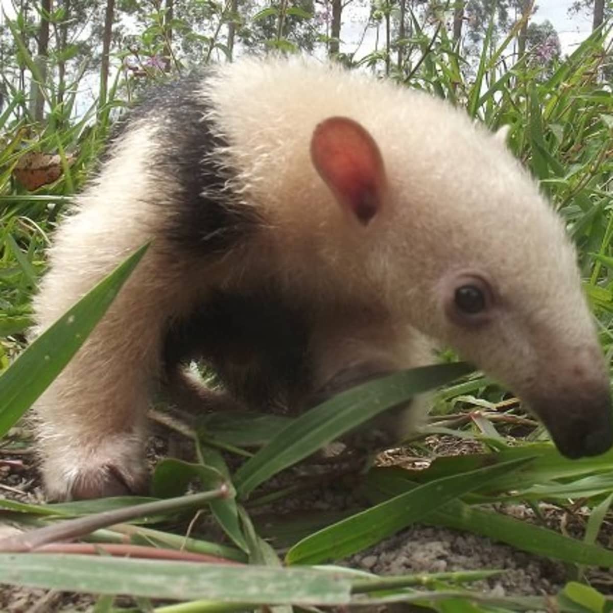 The Tamandua: A Unique Anteater and a Special Pet - PetHelpful