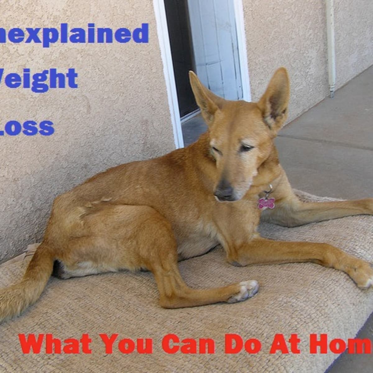 can anxiety cause weight loss in dogs