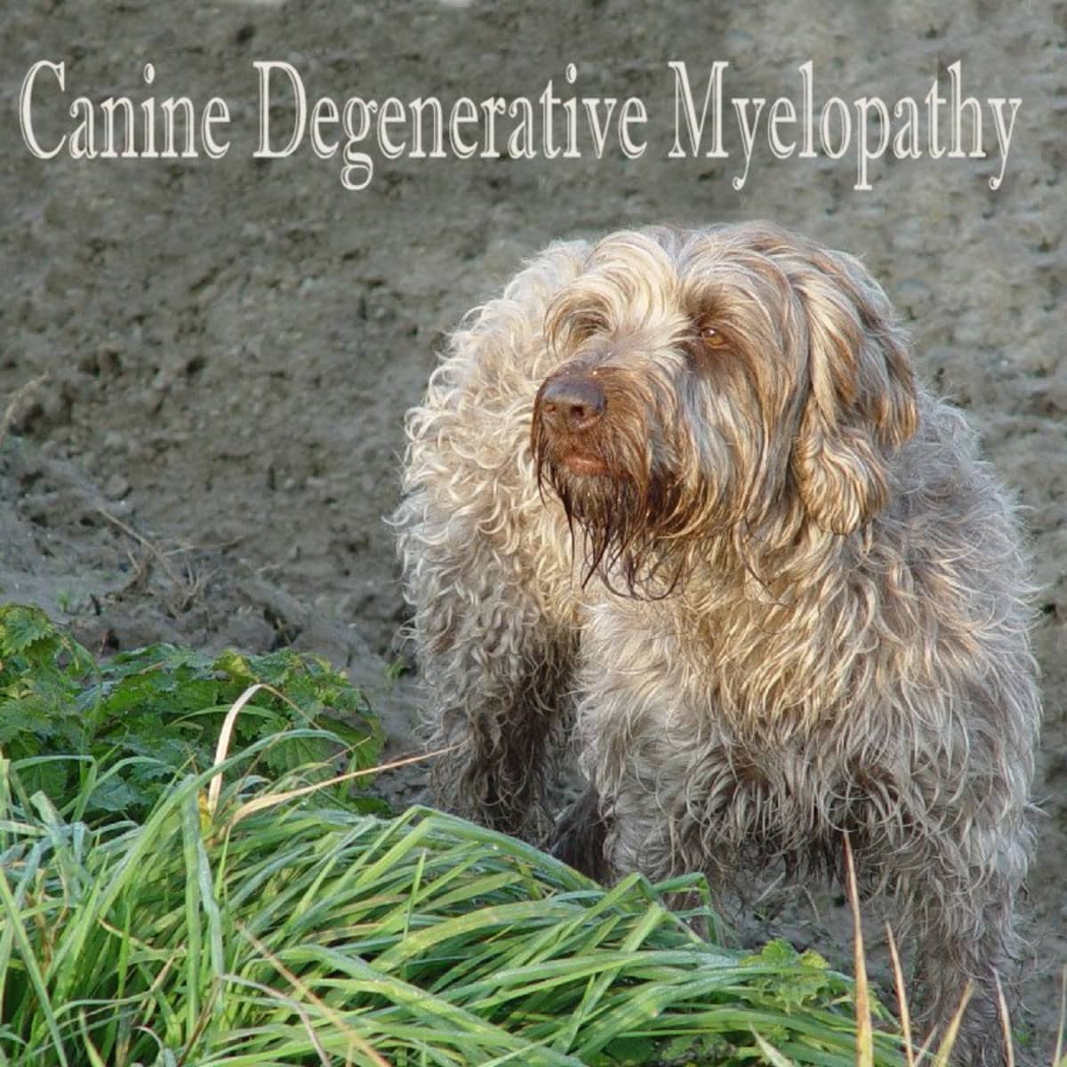 do dogs with degenerative myelopathy have pain