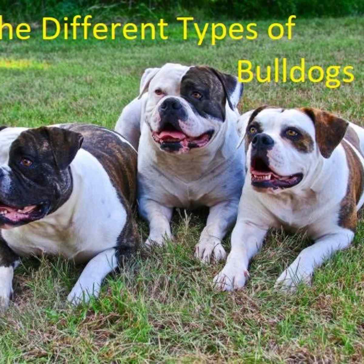 bulldog coat type