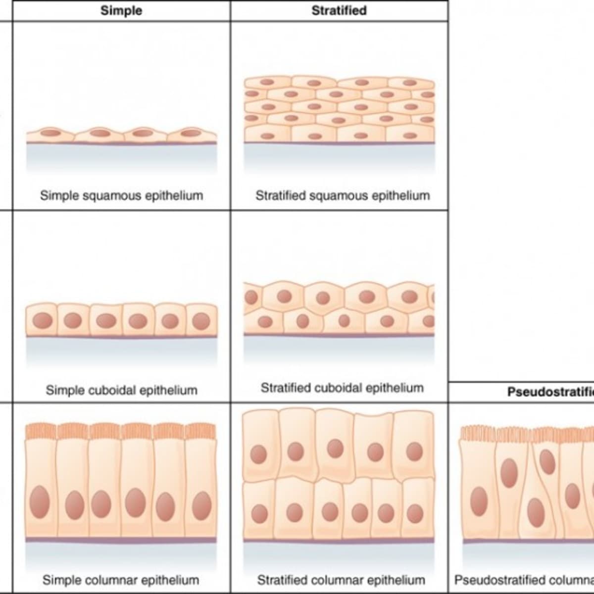 Epithelial Tissue: Characteristics, Types, and Functions - Owlcation
