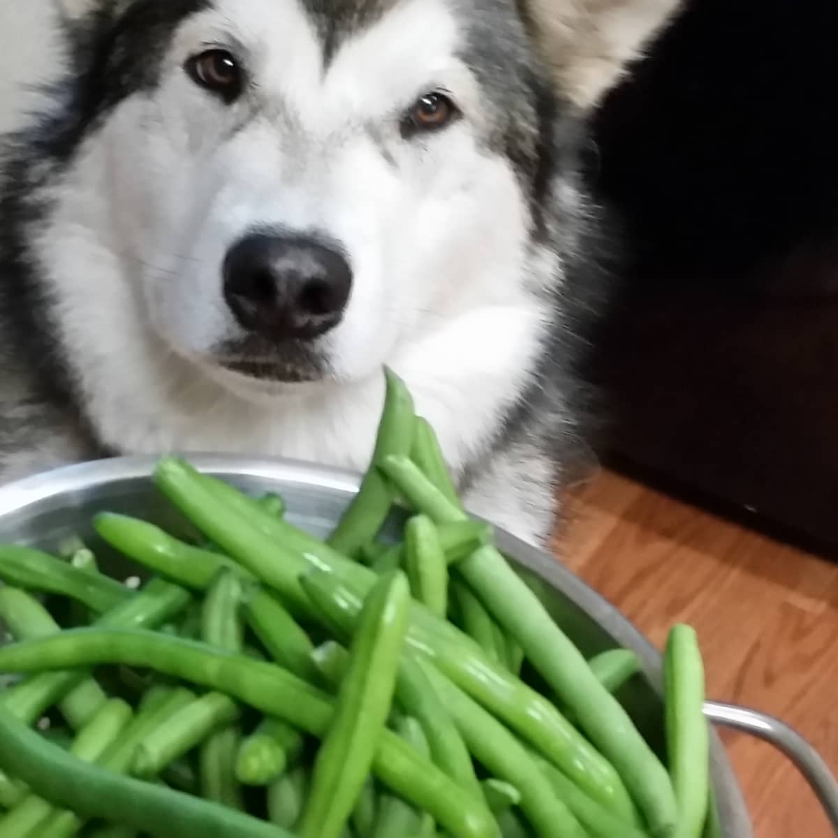 Can Dogs Eat Green Beans Pethelpful