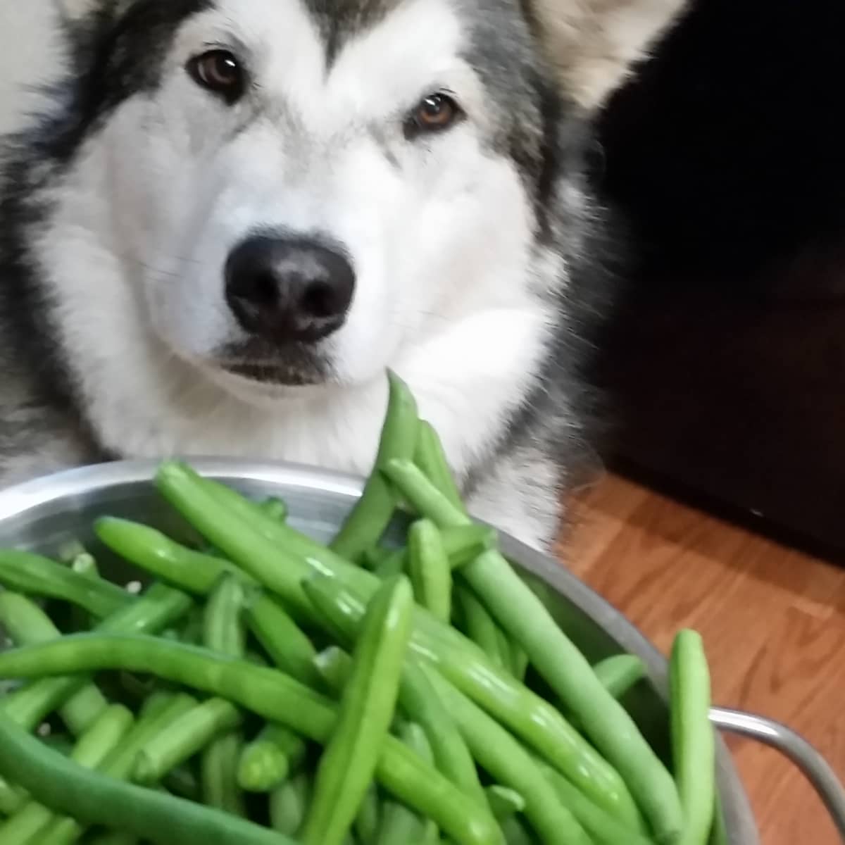 29 Can Dogs Eat Fresh Green Beans Home