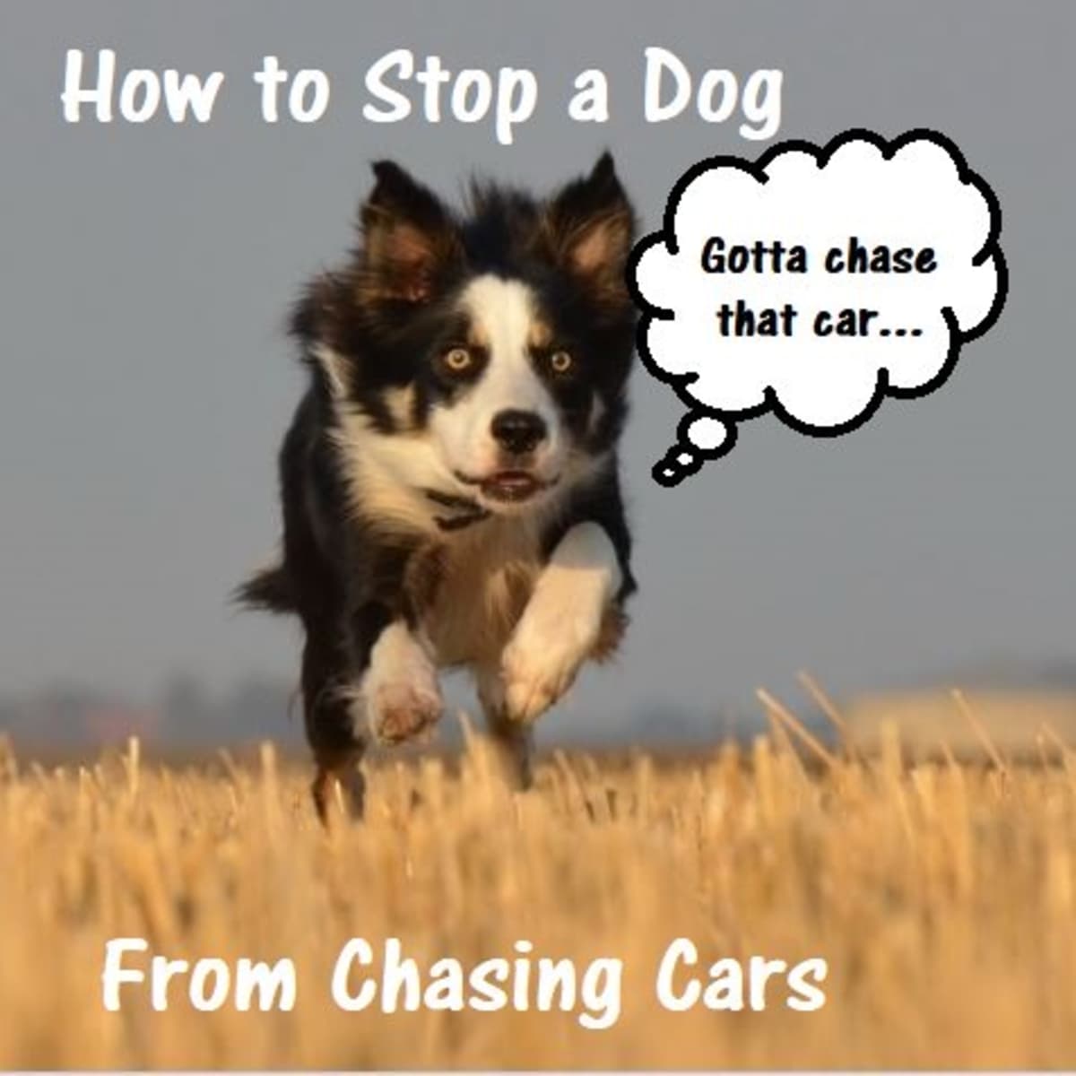 how to train your dog to stop chasing cars