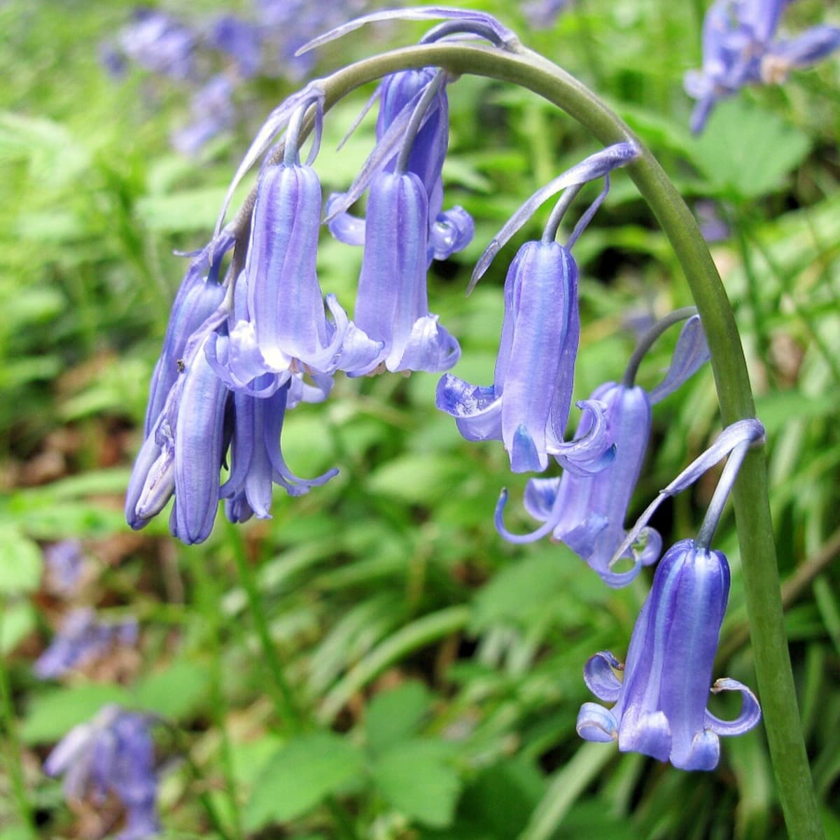 english and spanish bluebells: features, facts, and problems